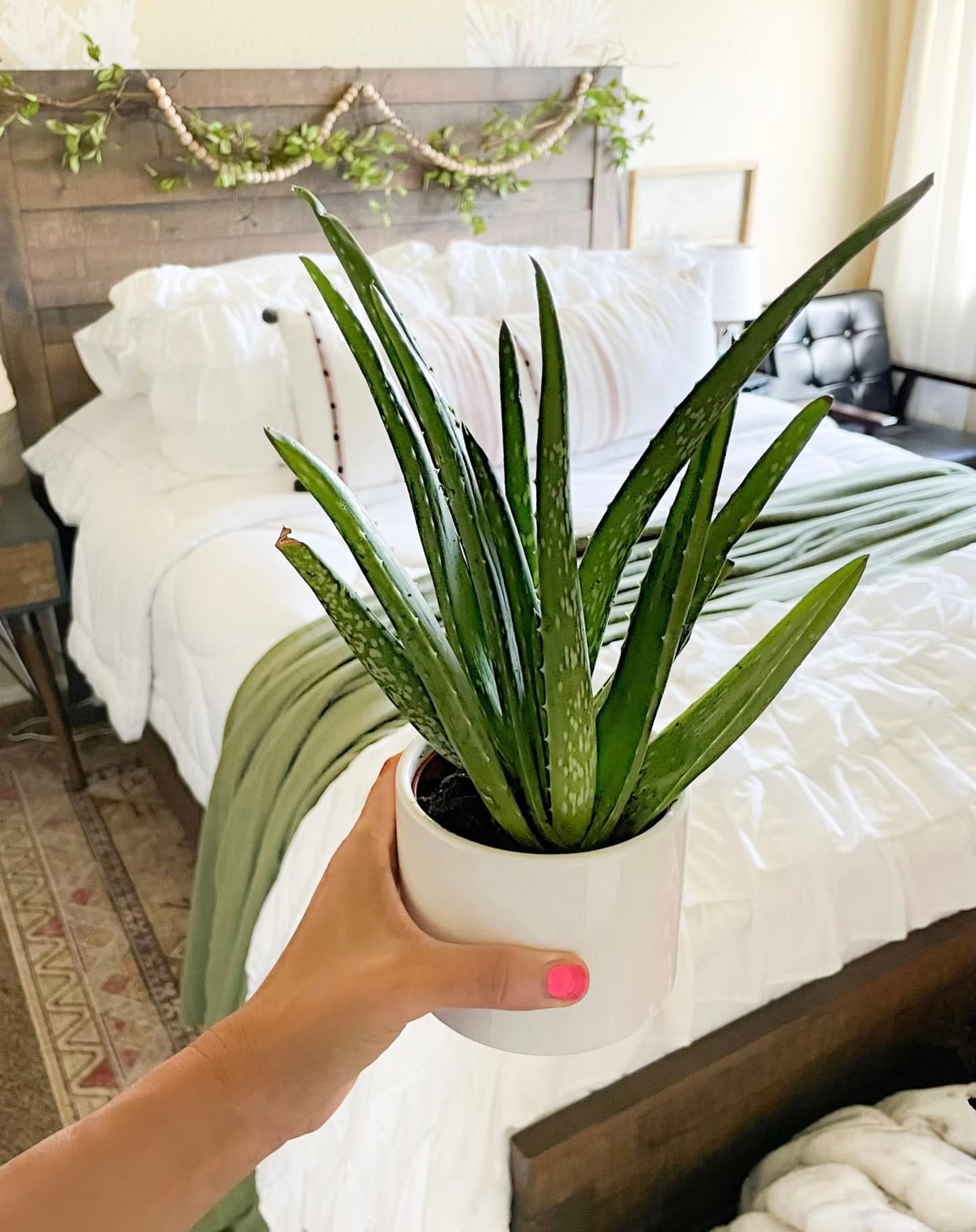 aloe vera in modern planter
