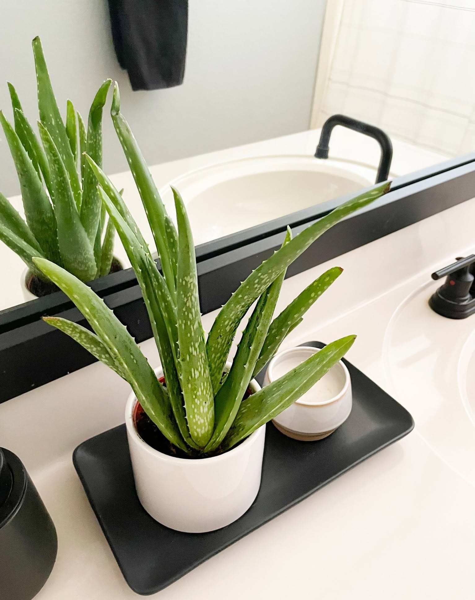 aloe vera plant on windowsill