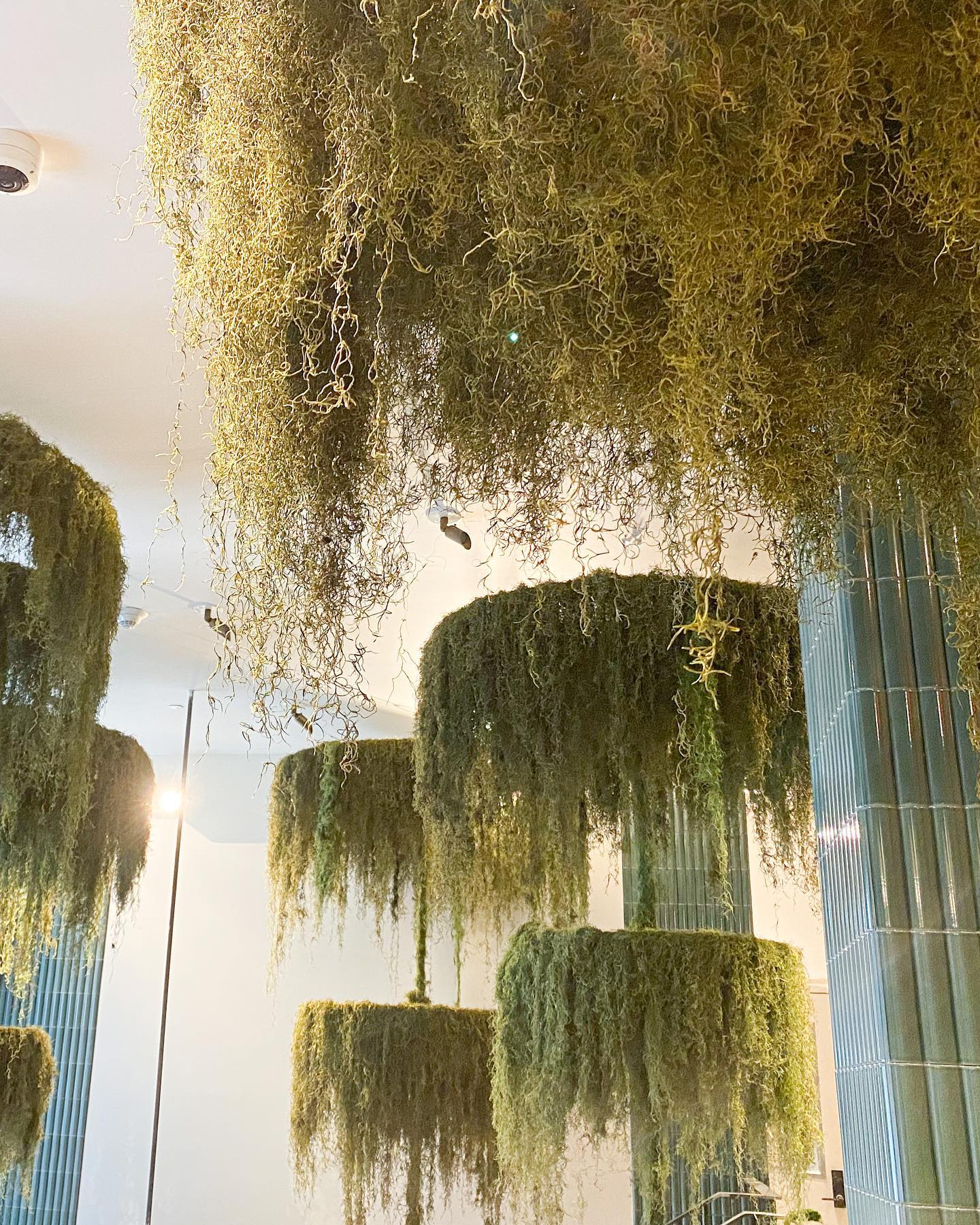 chandelier with Tillandsia decorations