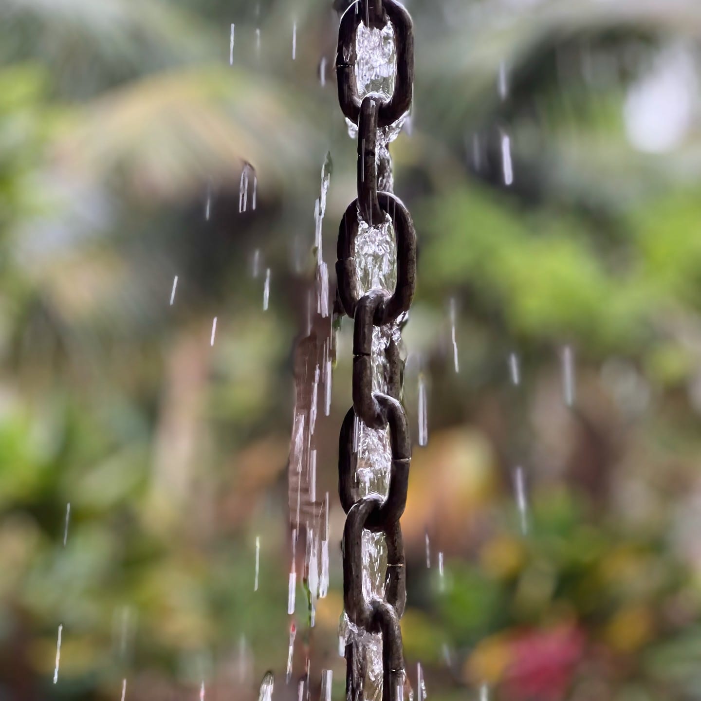 close-up of succulents in rain chain