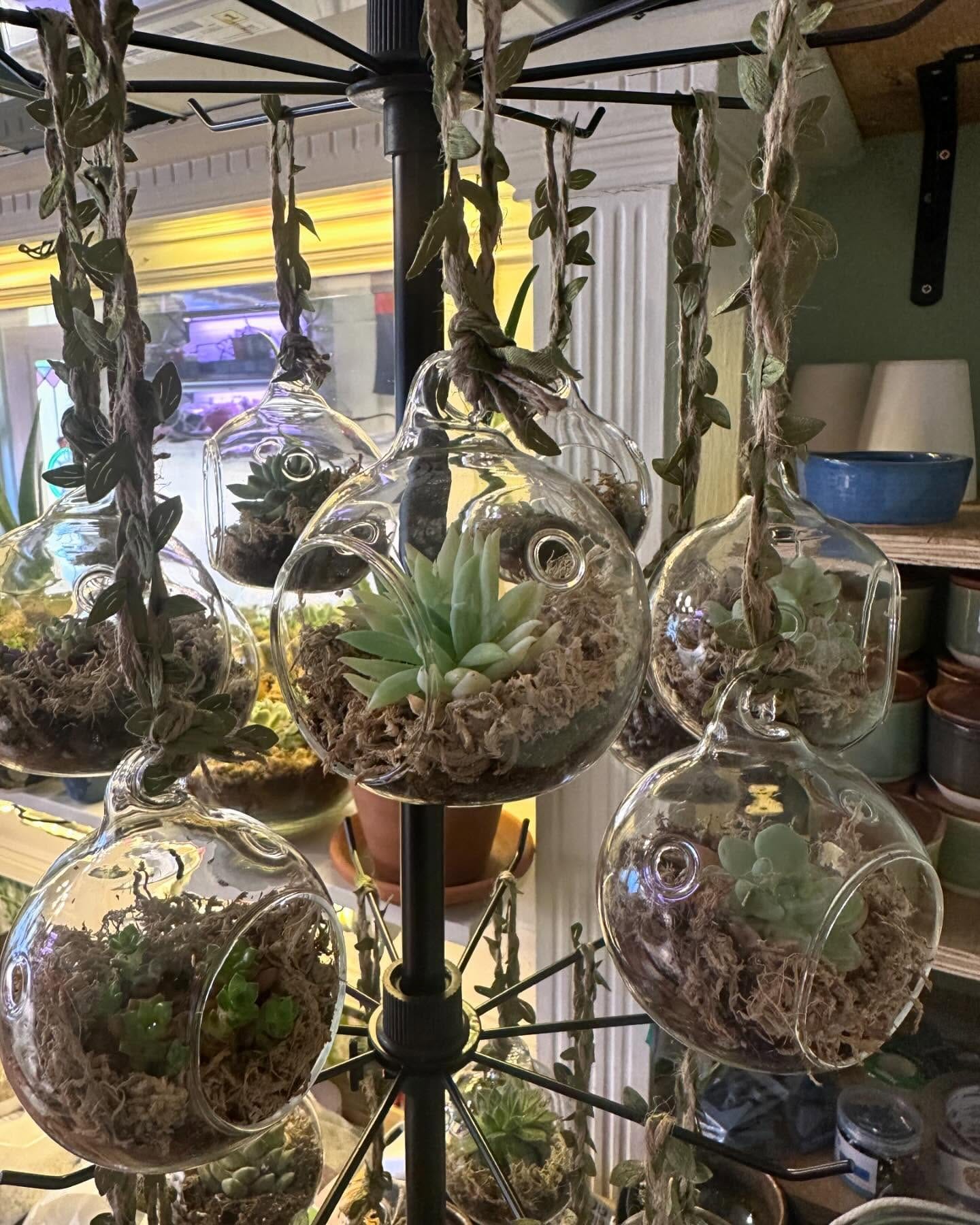 hanging glass globes with air plants