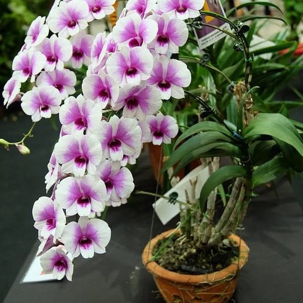 orchid blooming on a side table