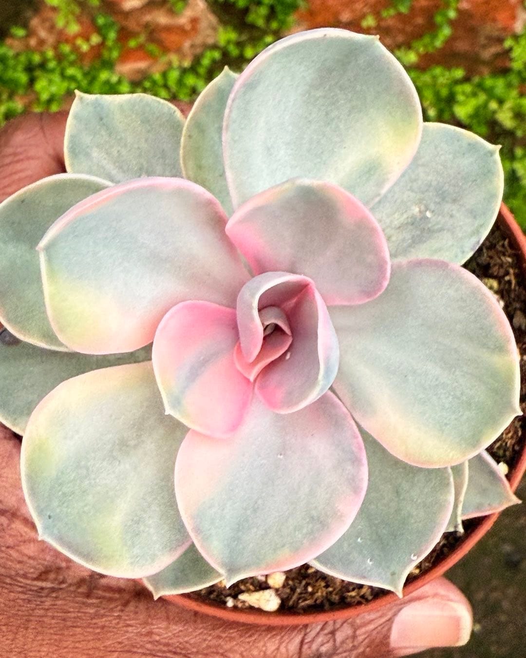 echeveria plant in ceramic pot