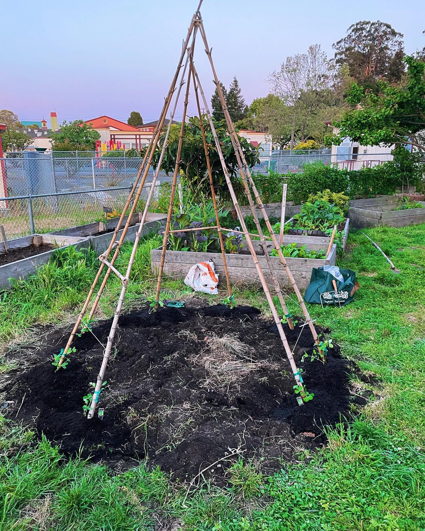 green bean plants climbing a teepee