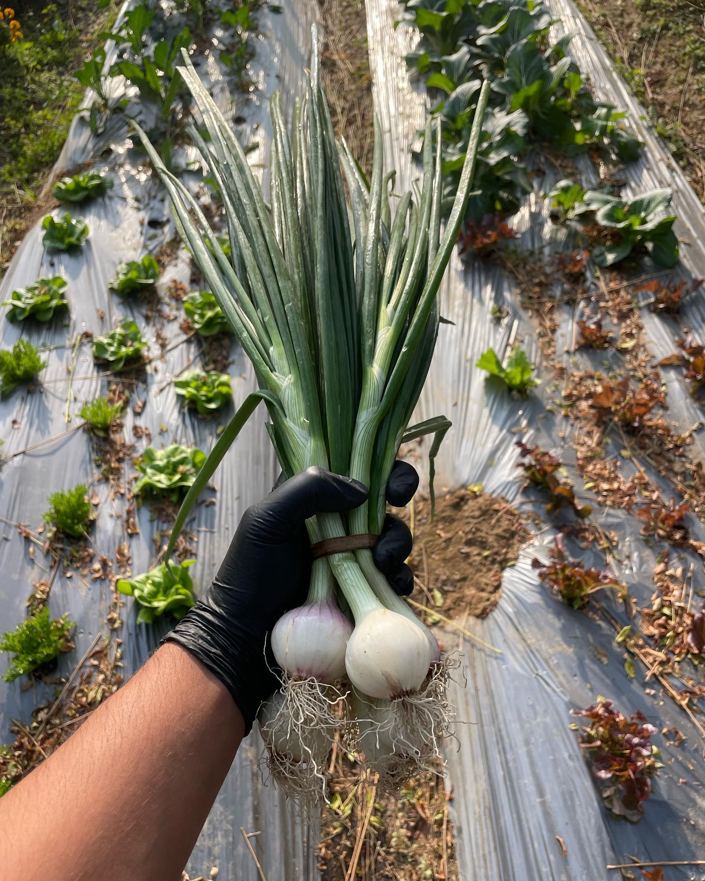 green onions sprouting in garden bed