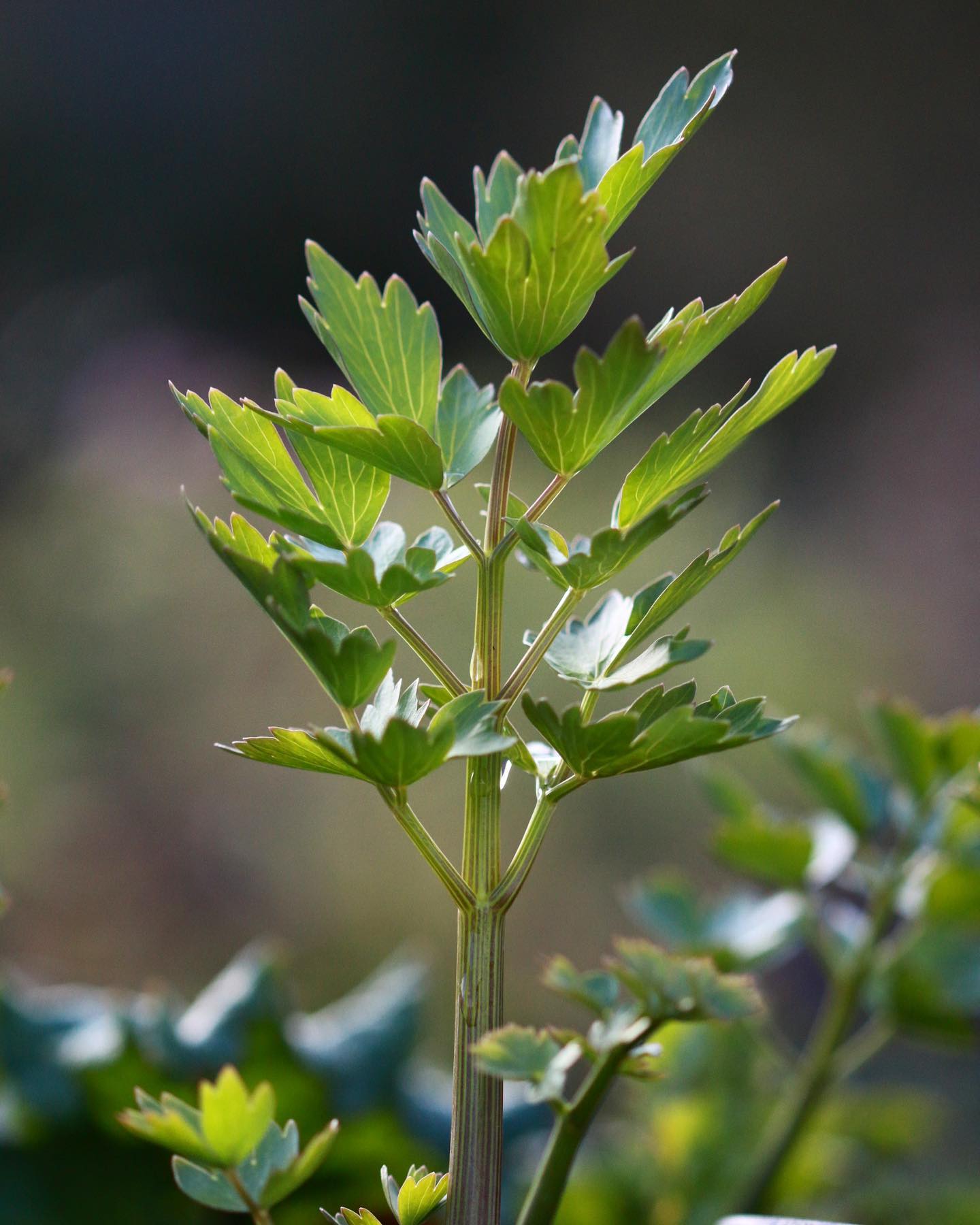 lovage stems in a glass pitcher