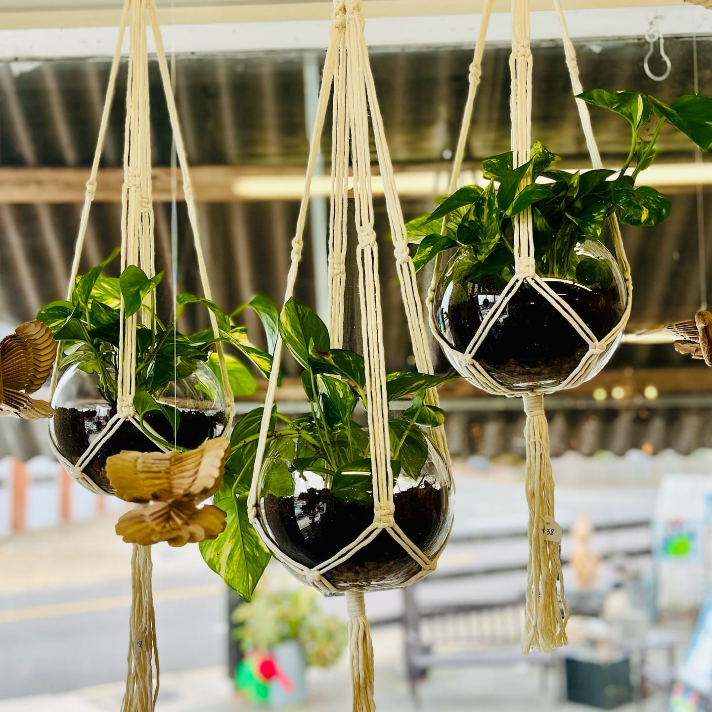 macramé cradle-style plant holder
