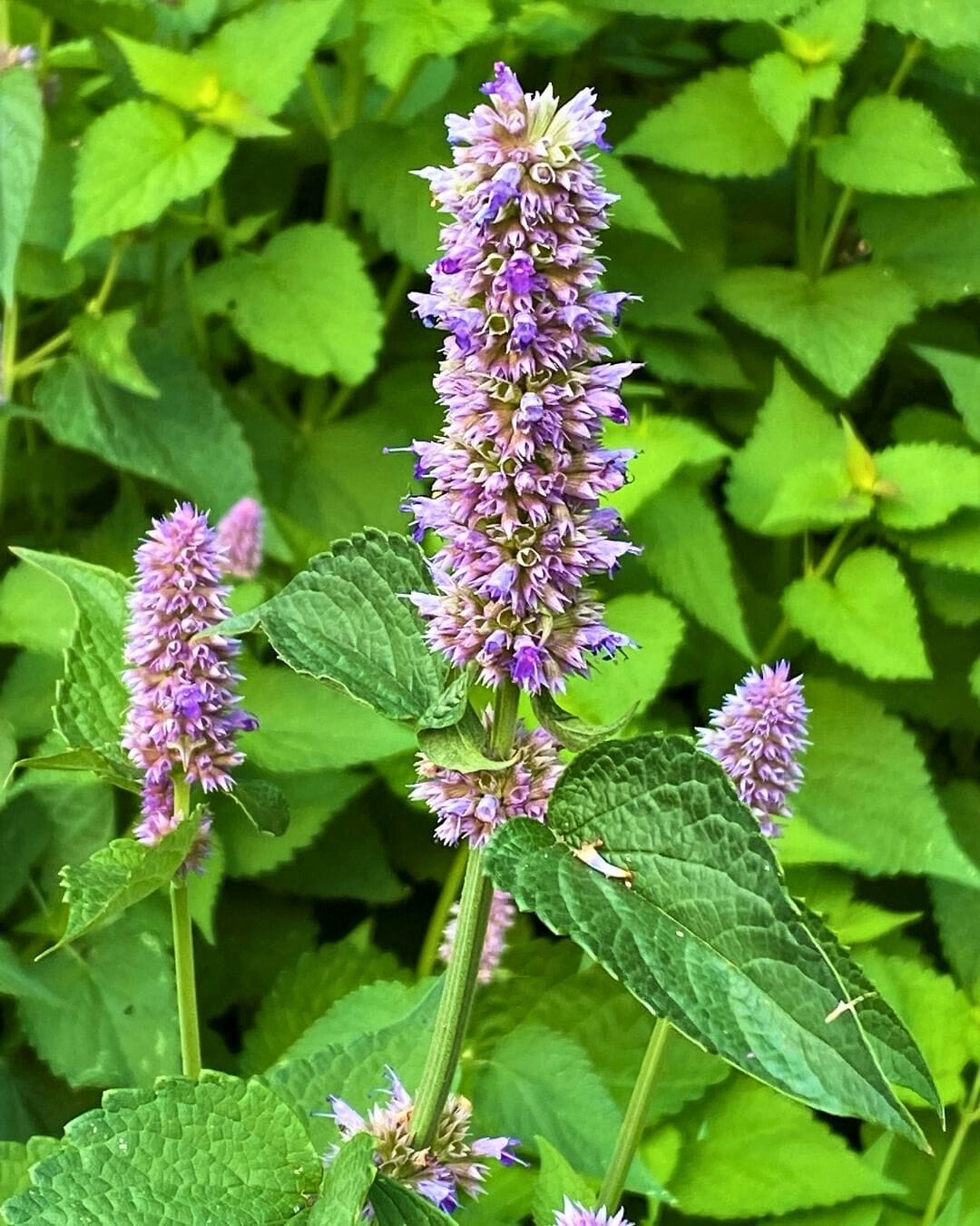 anise hyssop plant with purple spikes
