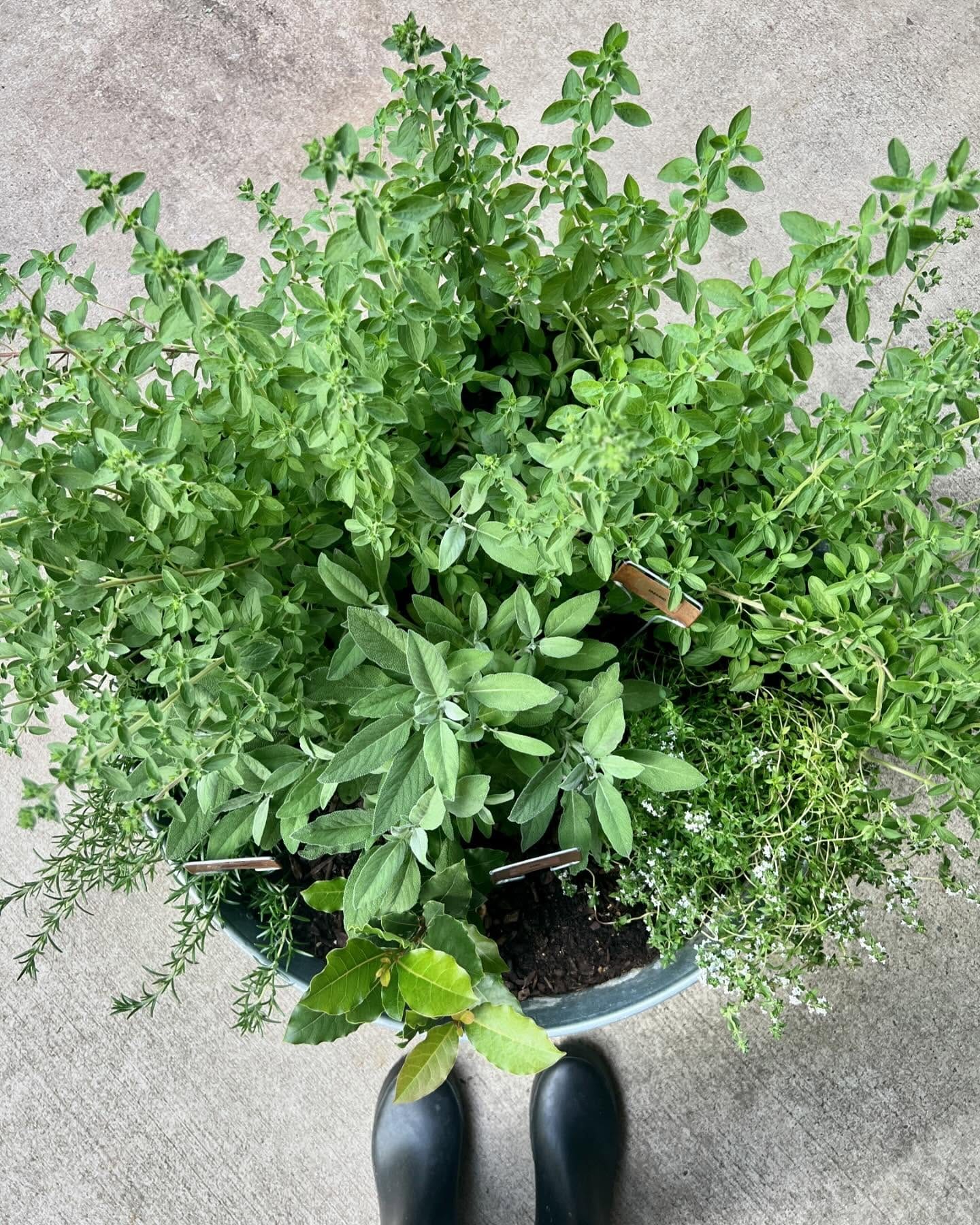 marjoram plant with tiny blooms
