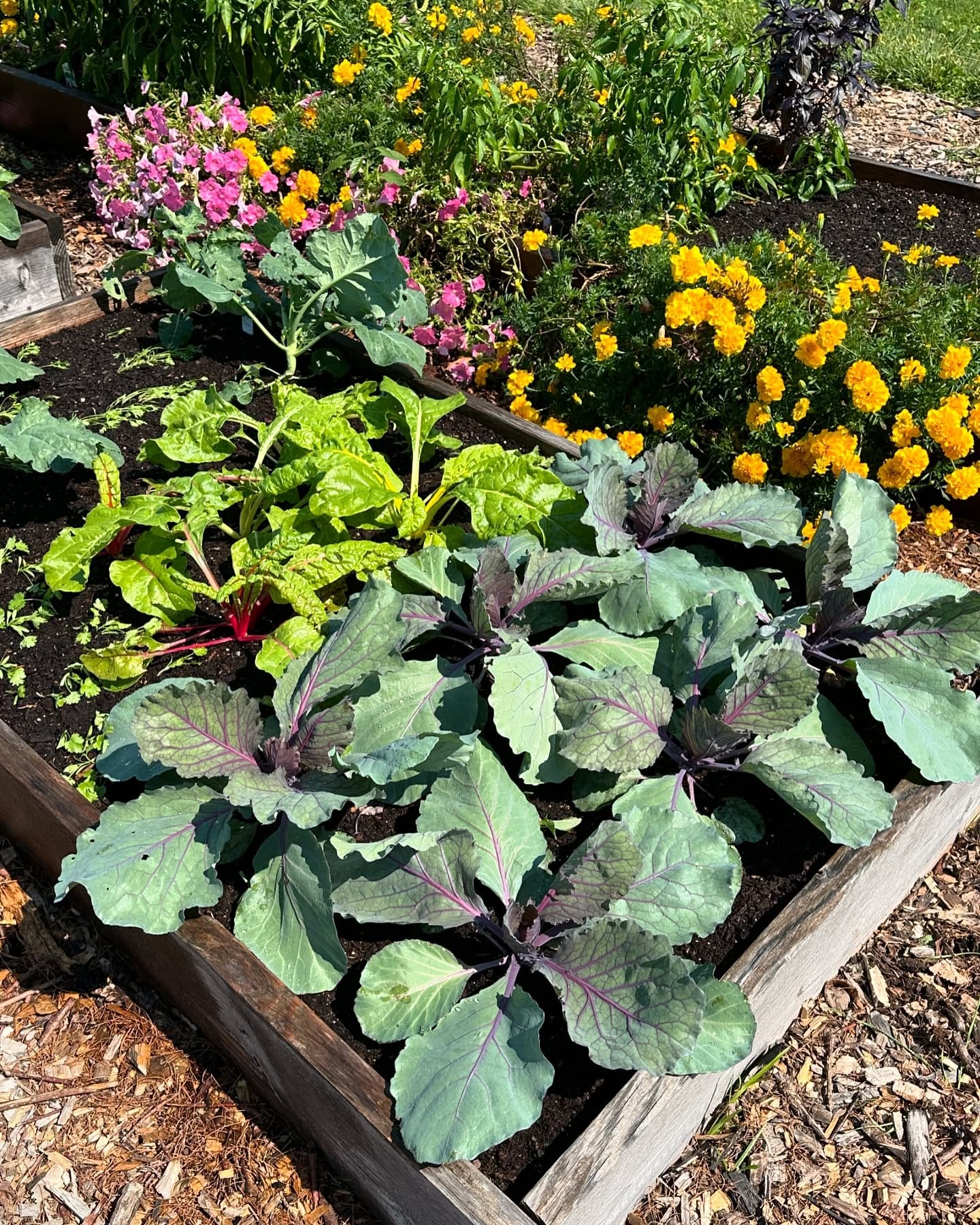mint leaves surrounding cabbage