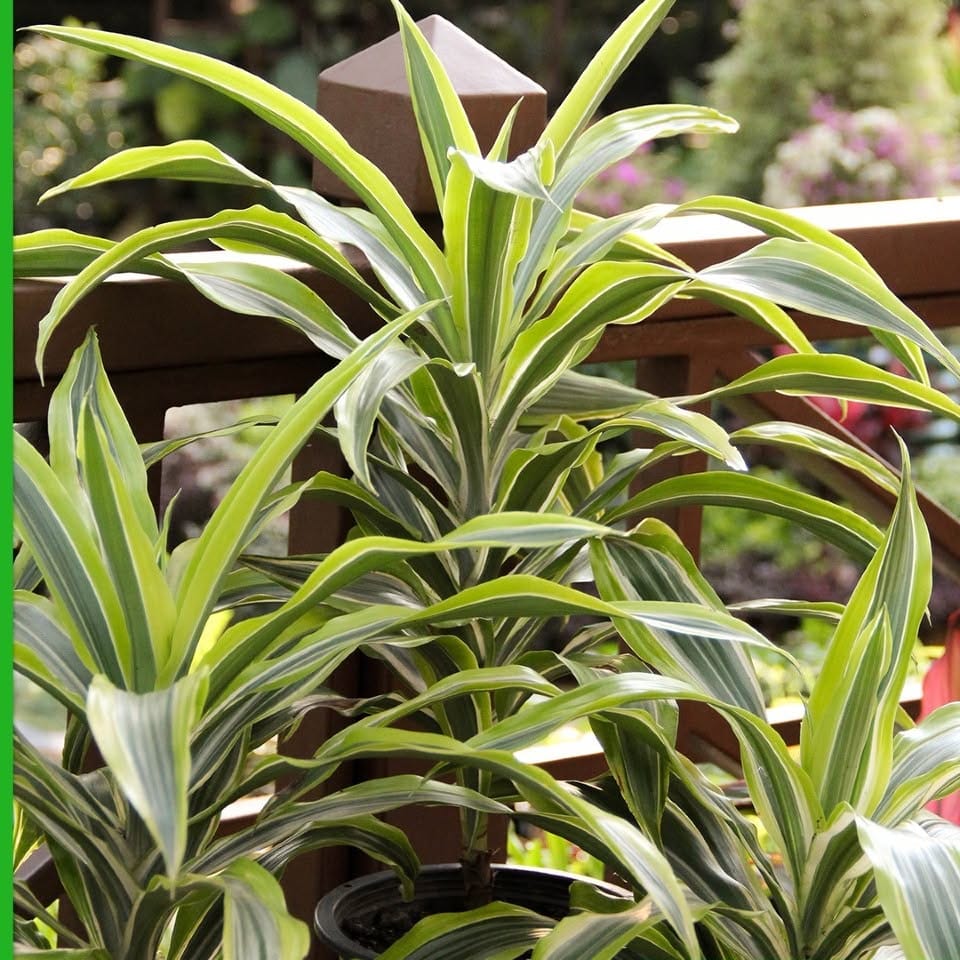 dracaena lemon lime in foyer