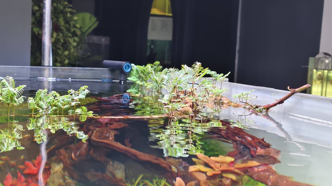 artistic sculpture with floating plants