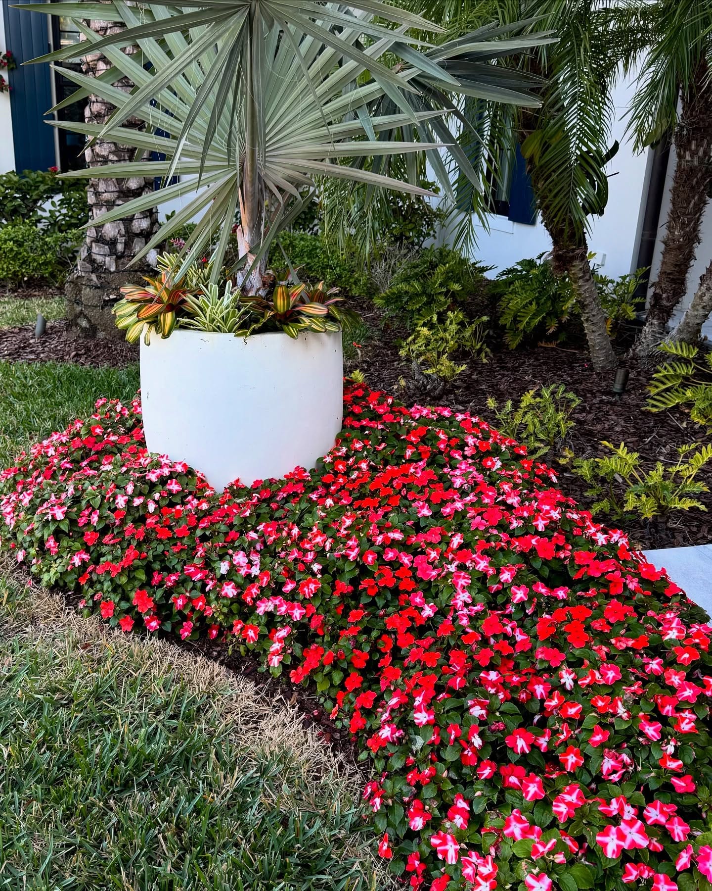 rock garden with alpine plants