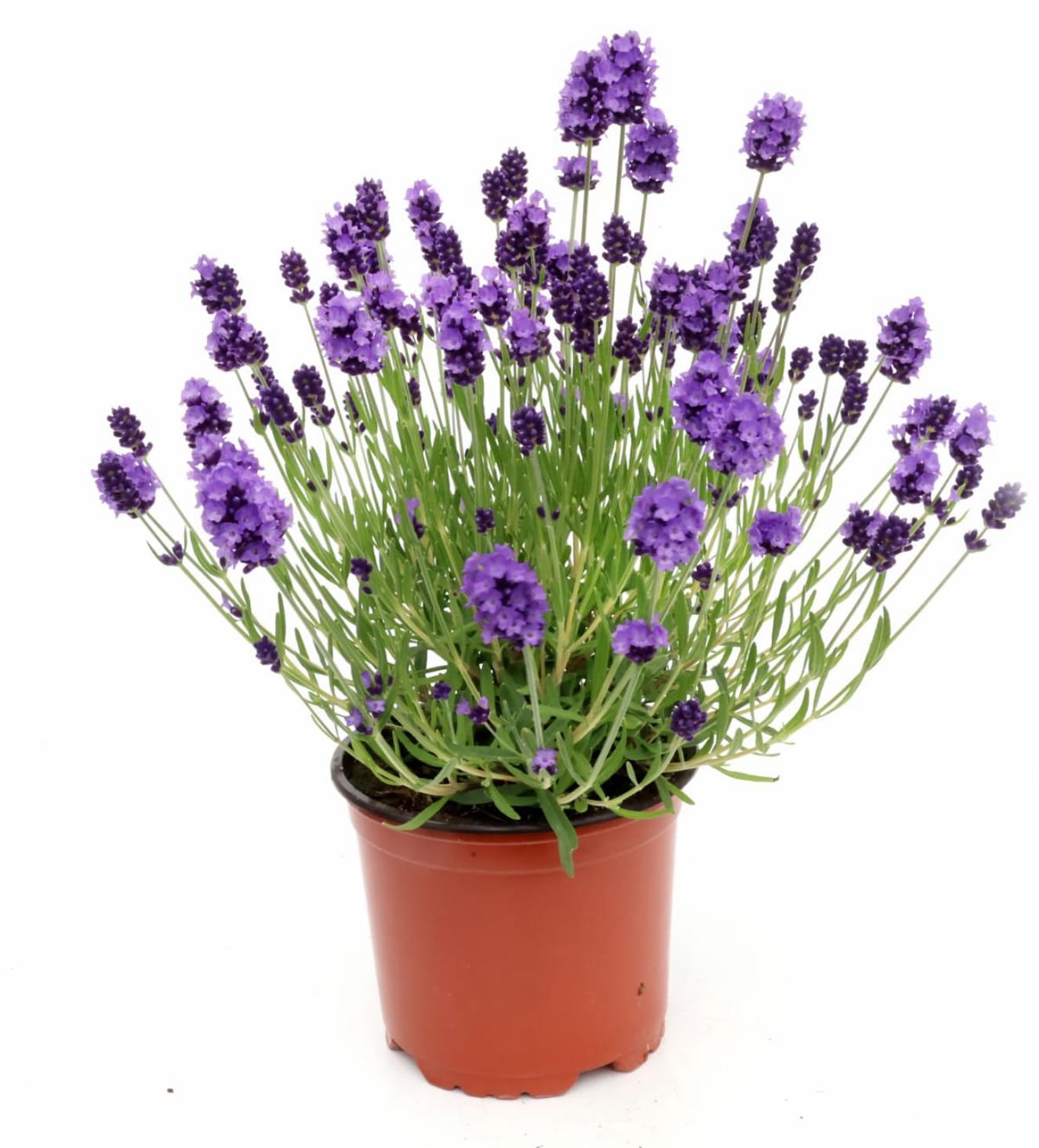 blooming lavender rows