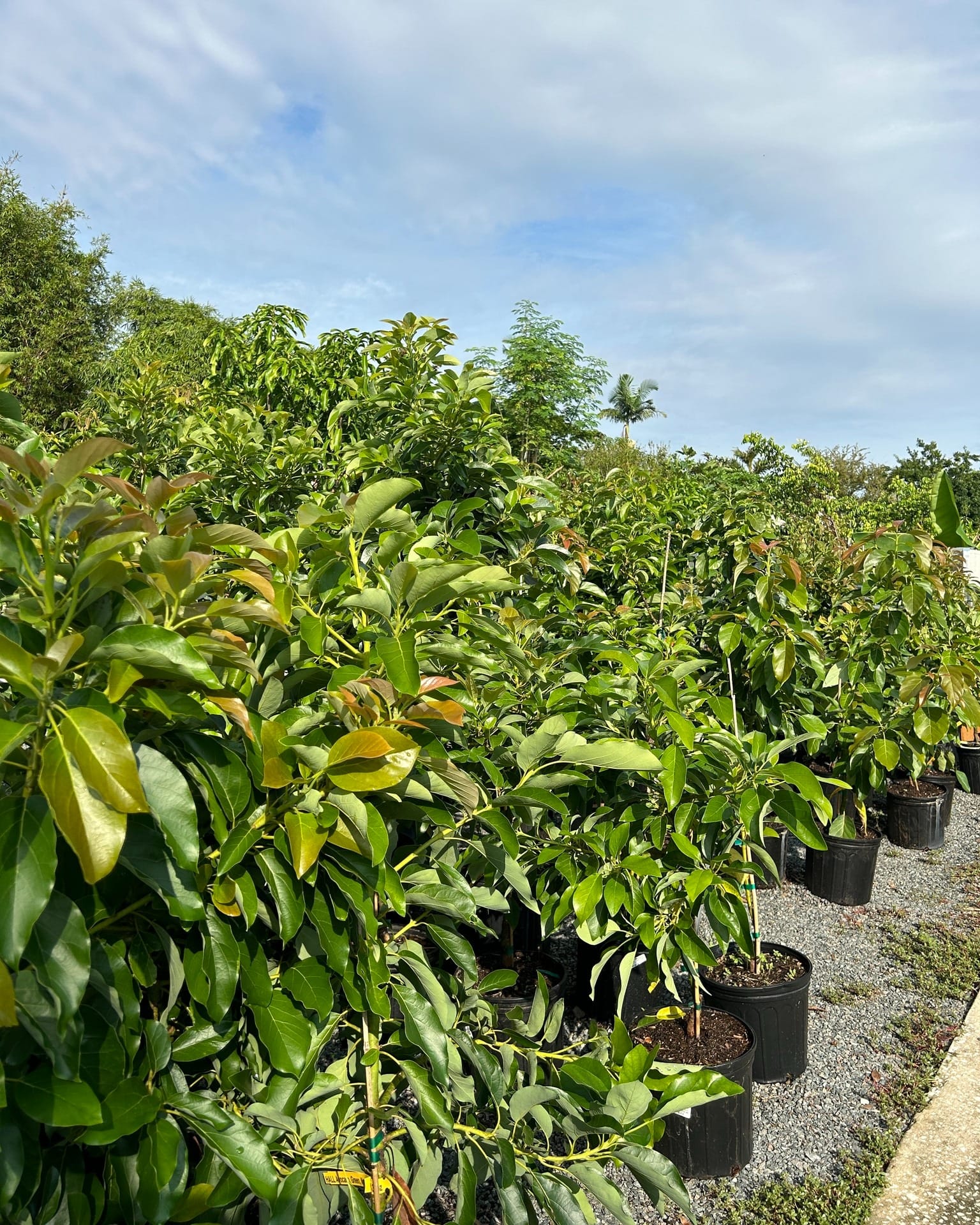 container-grown dwarf avocado tree