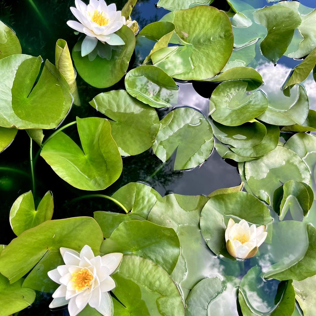 colorful mosaic of floating plants