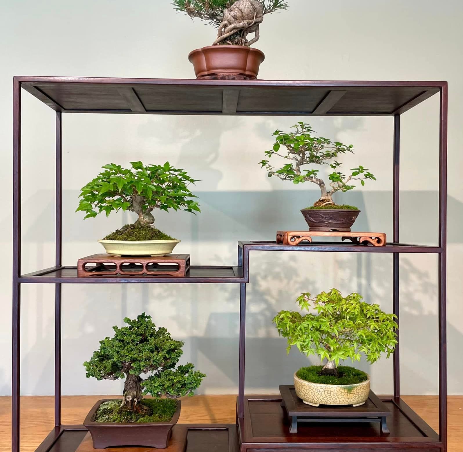 minimalist bonsai shelf design