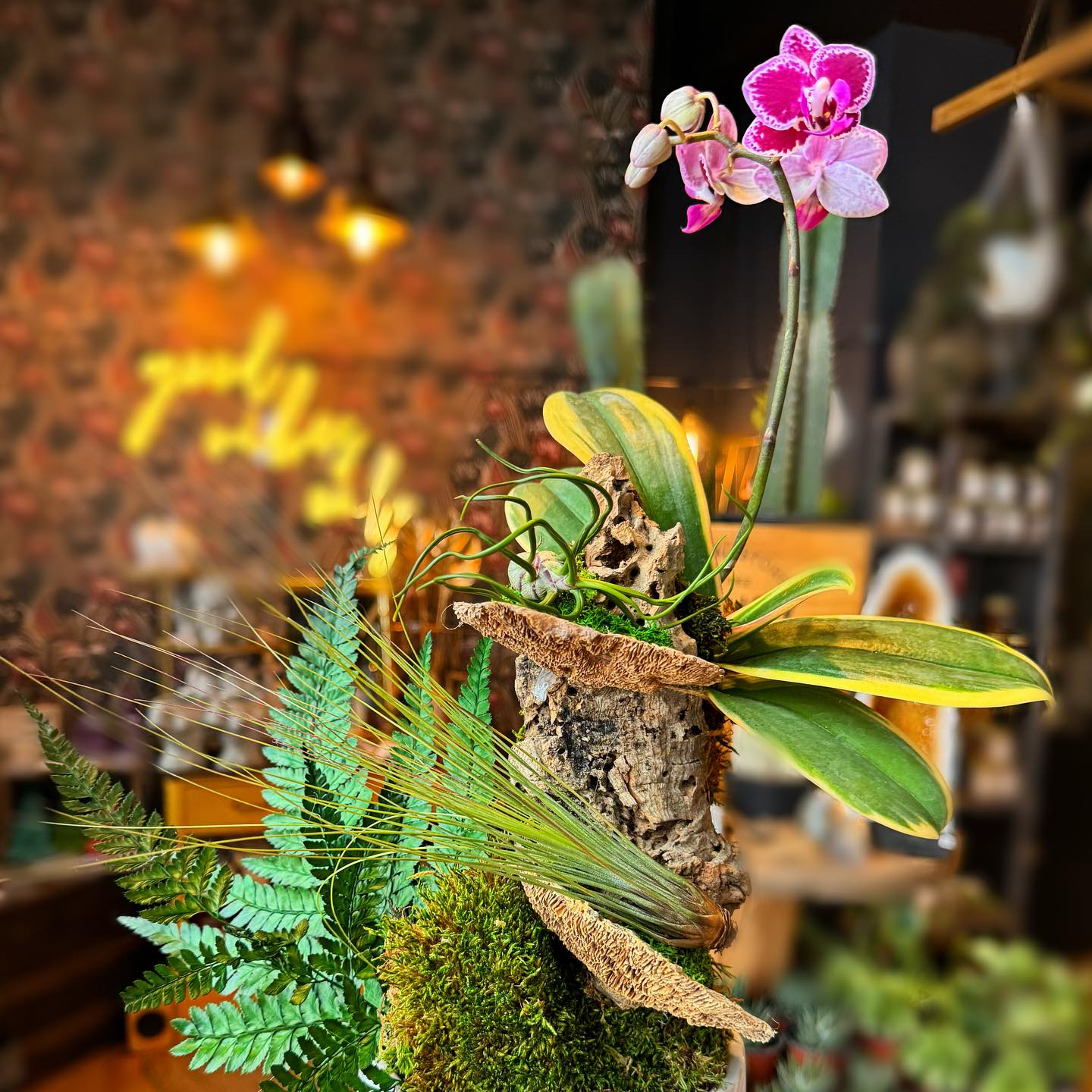 air plant attached to wine cork