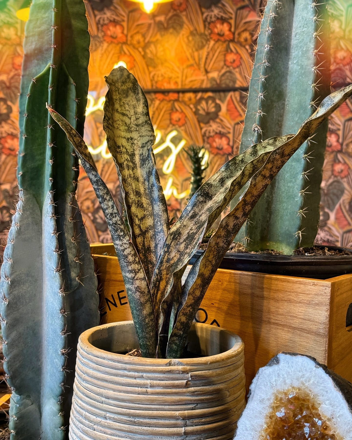 black tourmaline with snake plant at entryway