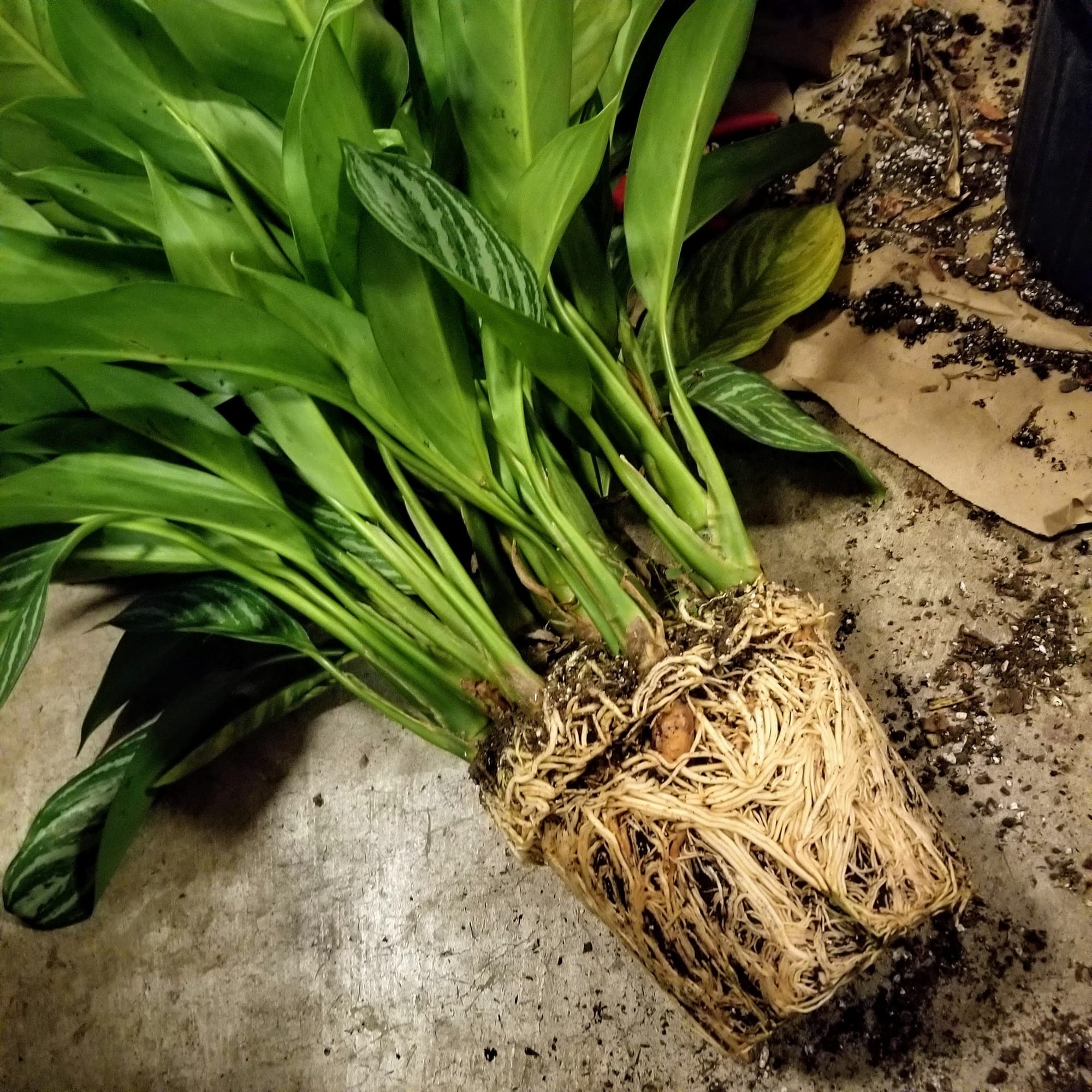roots visible on soil surface