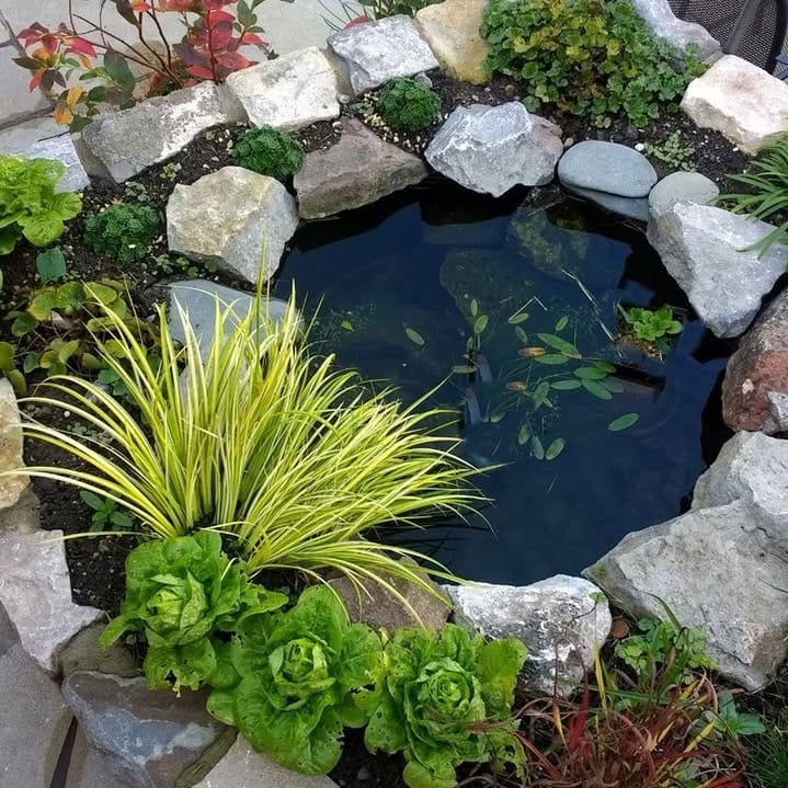 rainwater pond with floating plants