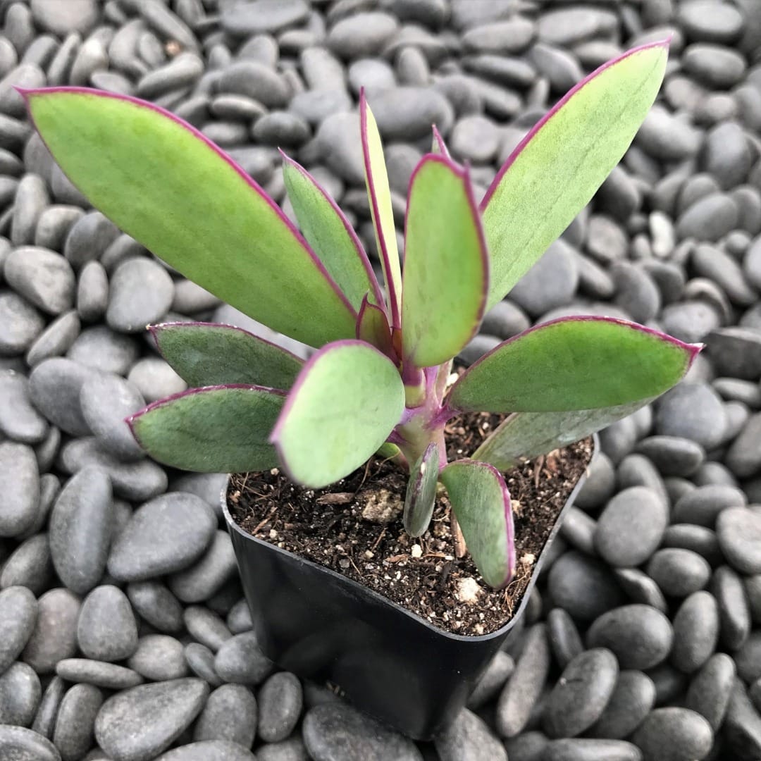 propeller plant aerial view