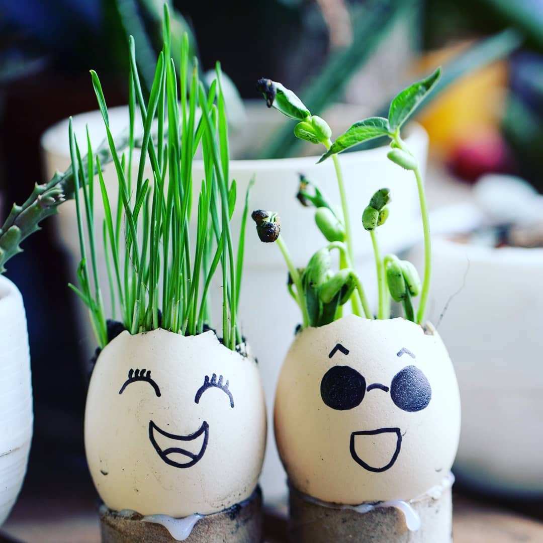 seedlings sprouting from cracked eggshells