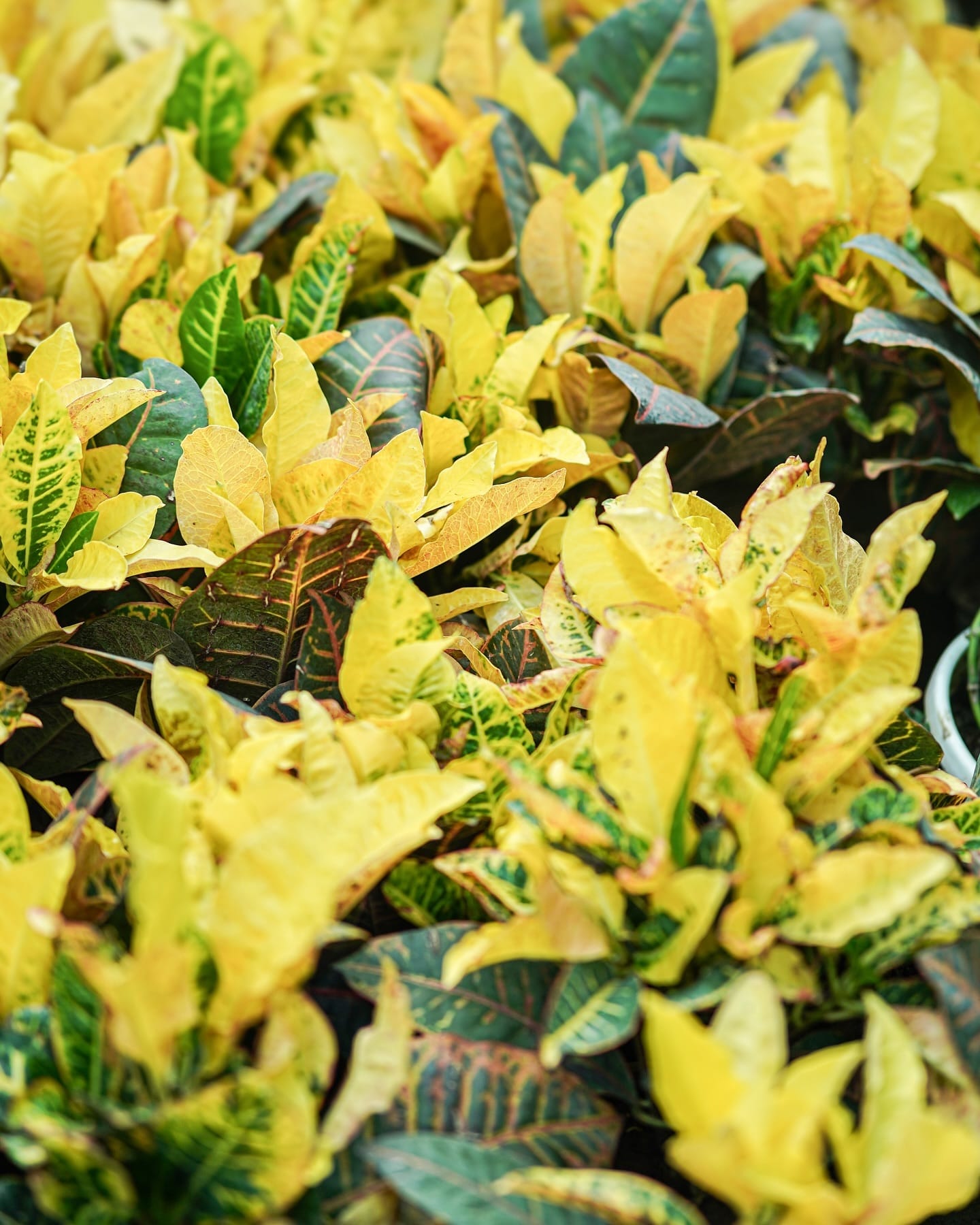 plant with yellowing leaves