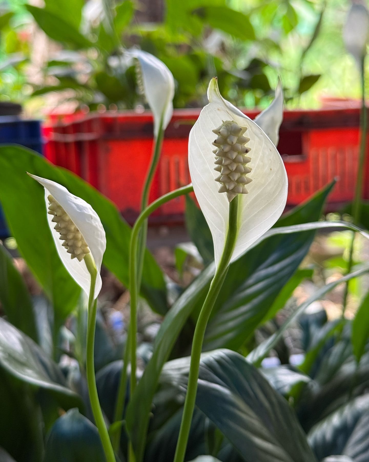 Peace lily on wooden shelf