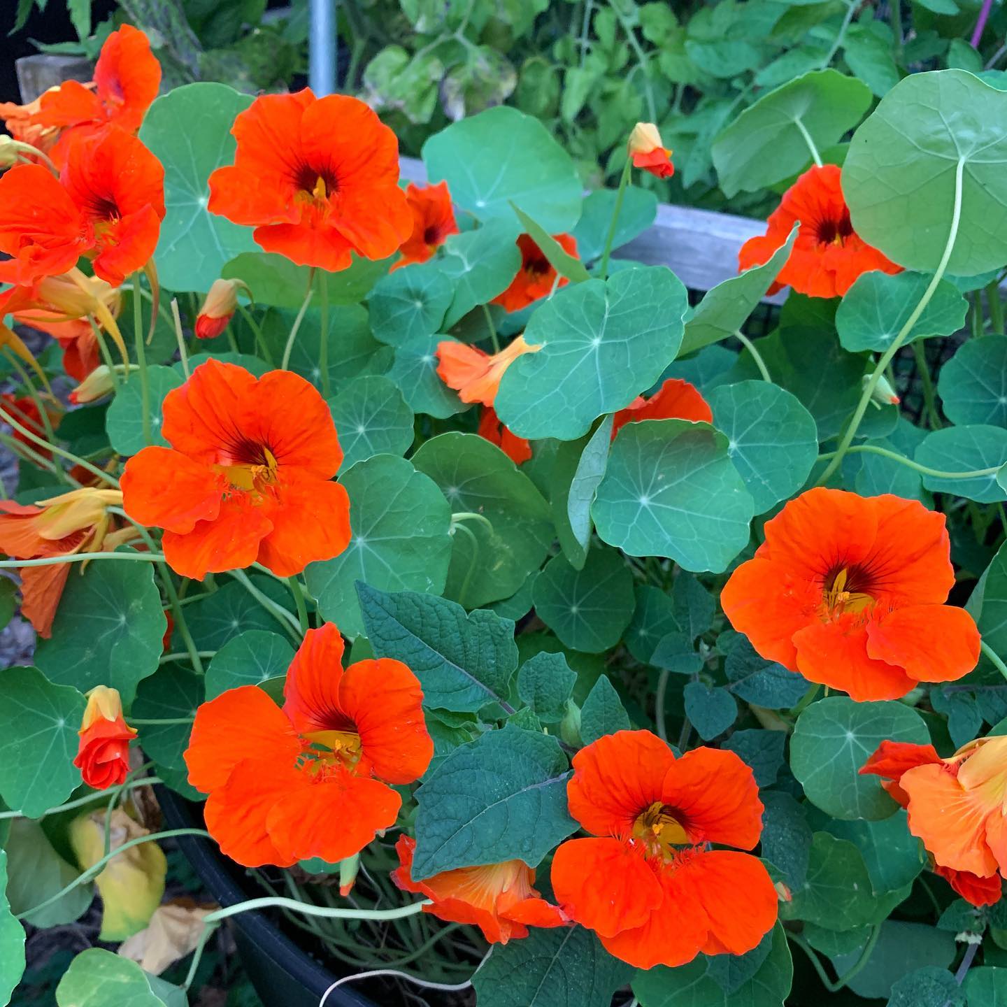 vibrant nasturtiums on a dining table