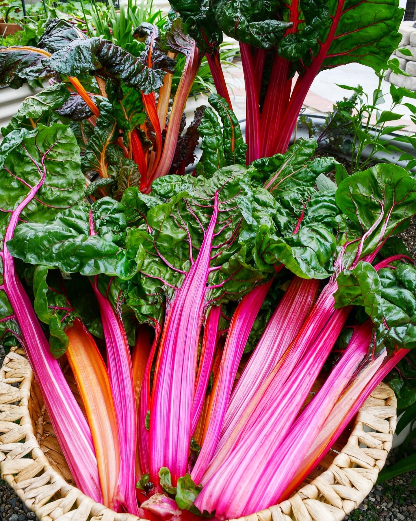 colorful swiss chard stalks