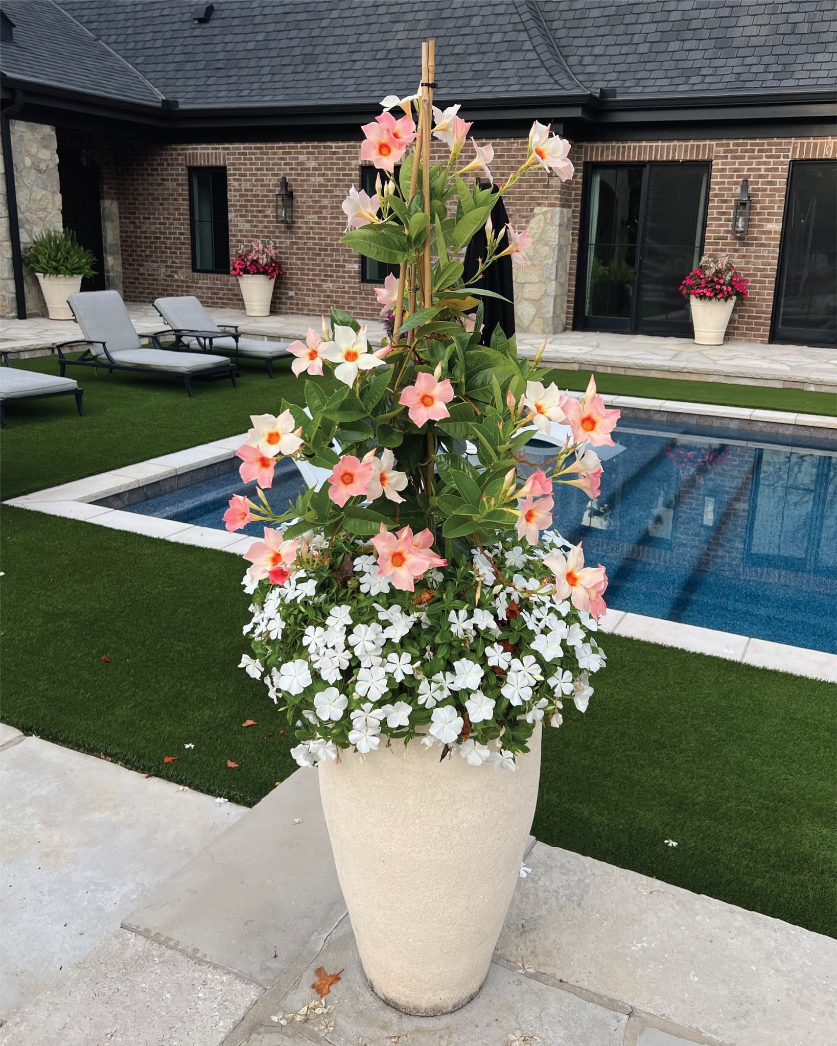 heirloom pot on outdoor patio