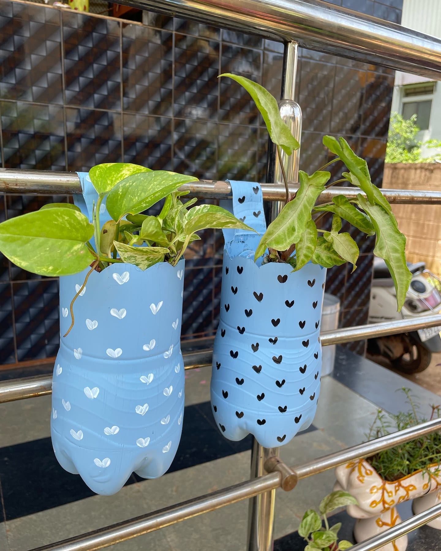 hanging bottle garden with trailing plants