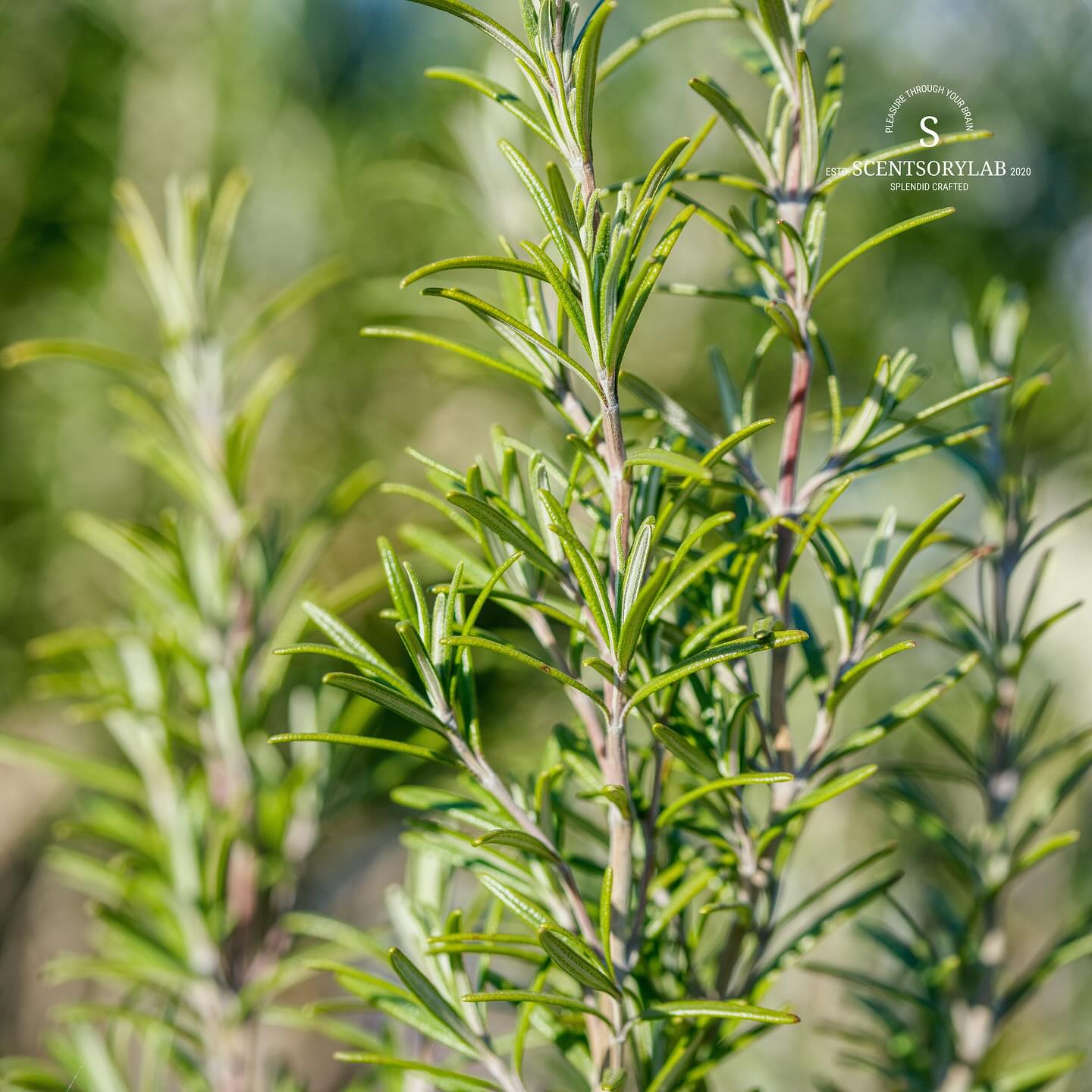 Rosemary sprigs in a rustic kitchen