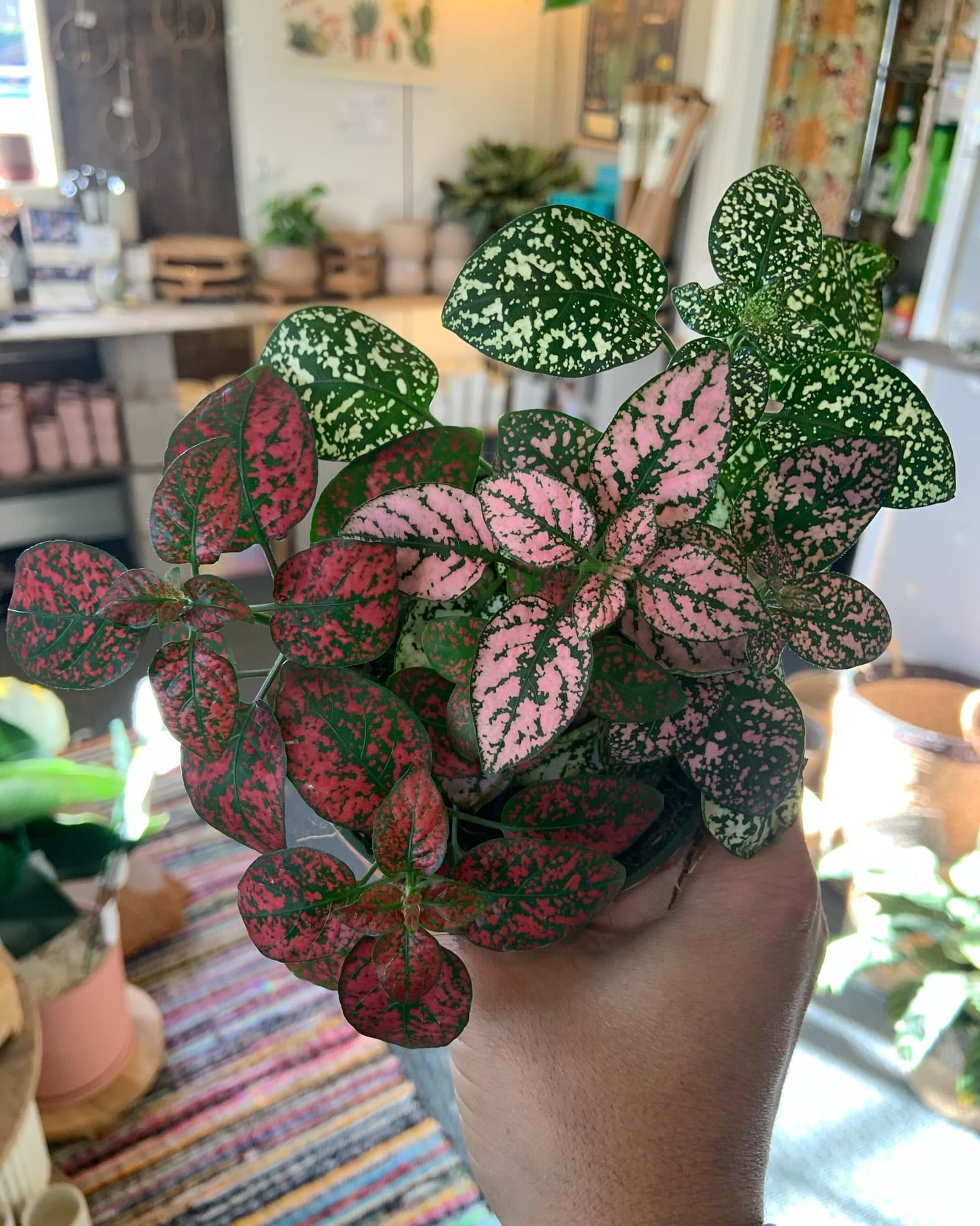 polka dot plant with pink spots