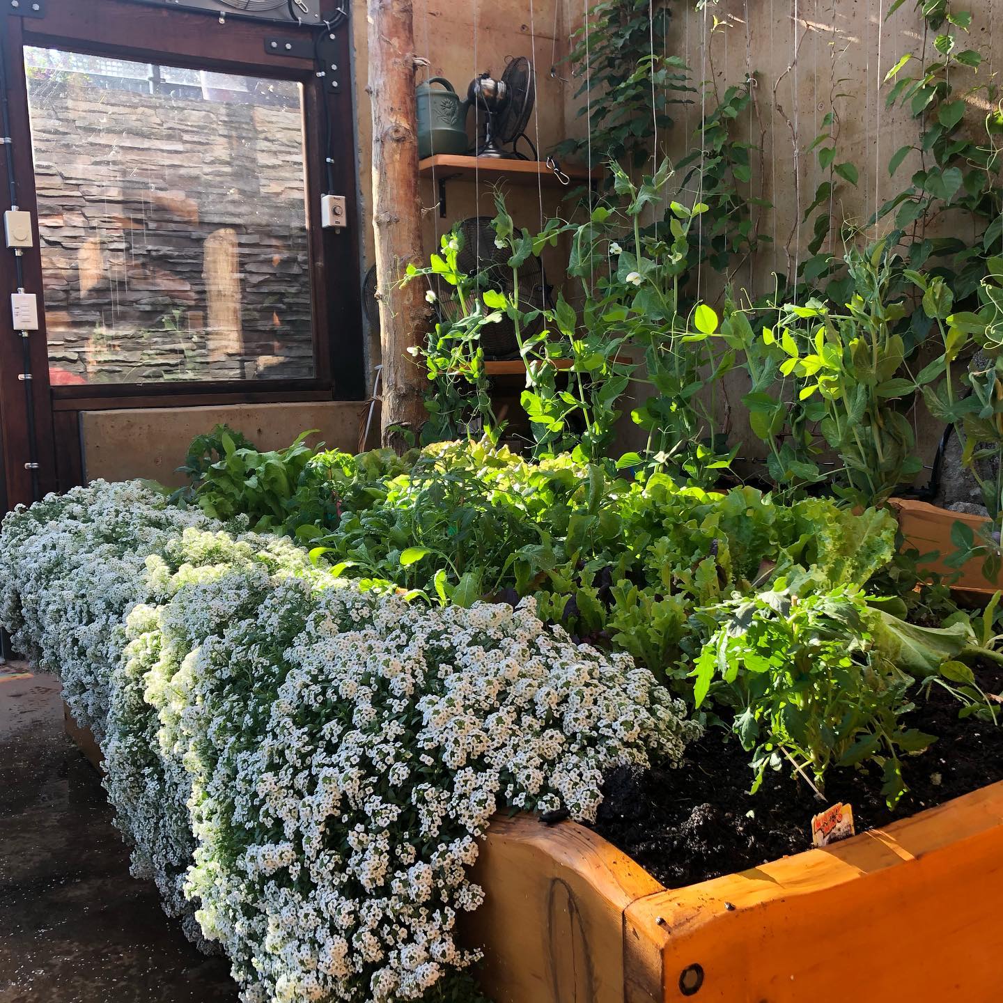 sweet alyssum flowers blanketing soil