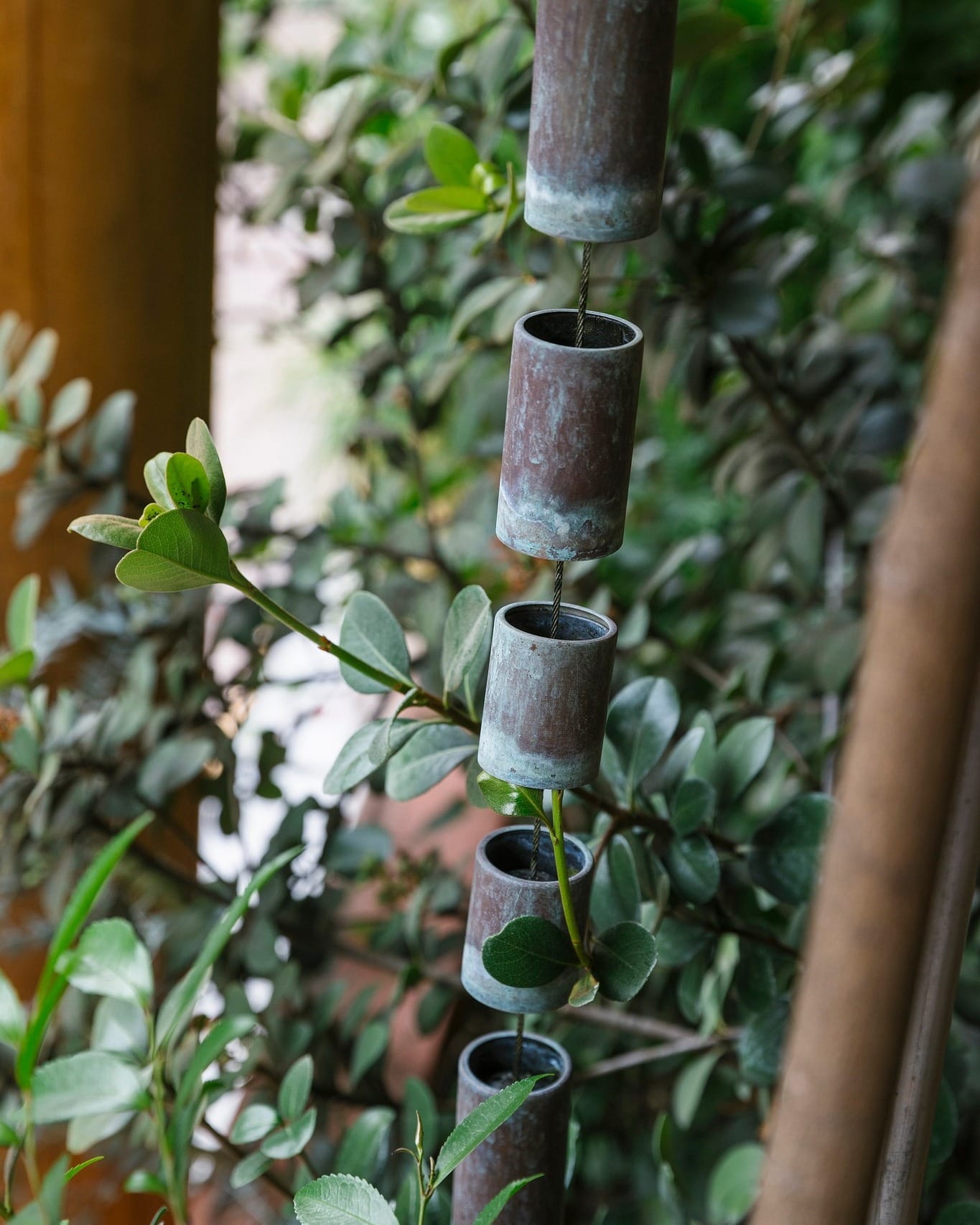 aromatic plants along chain