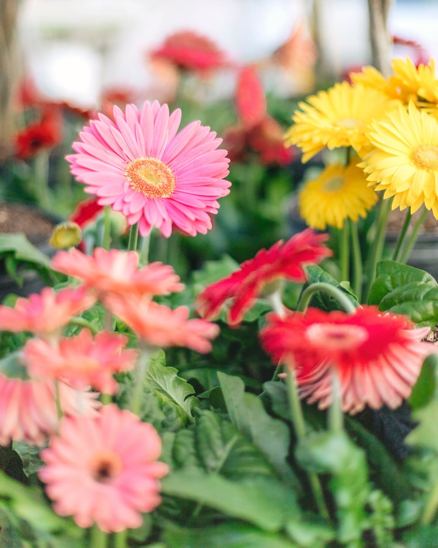 gerbera daisy in bright pot