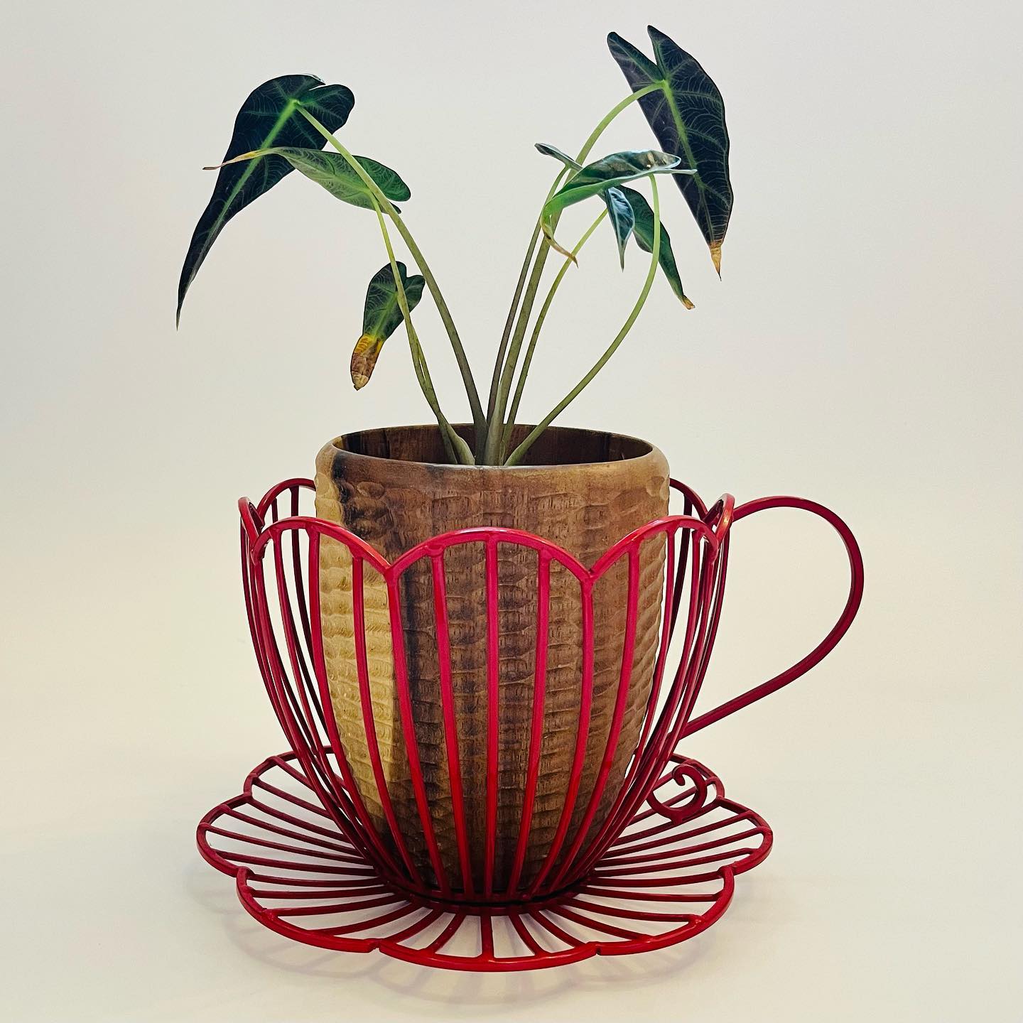 metal teacup with succulents