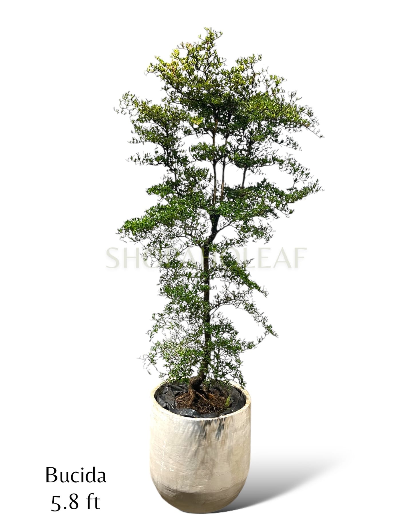 bonsai tree on office desk