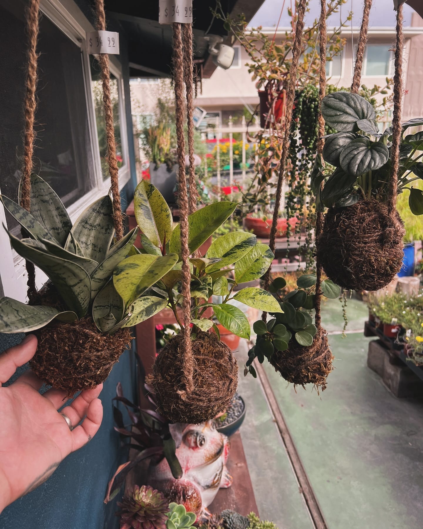 kokedama with seasonal plants
