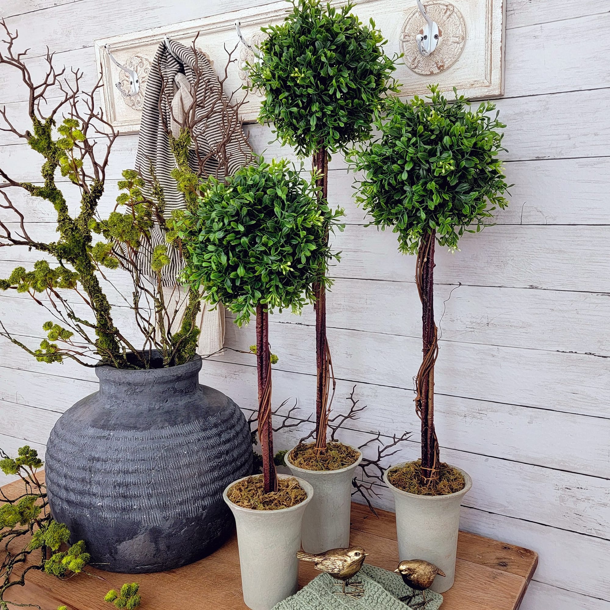 boxwood plants in rectangular planters