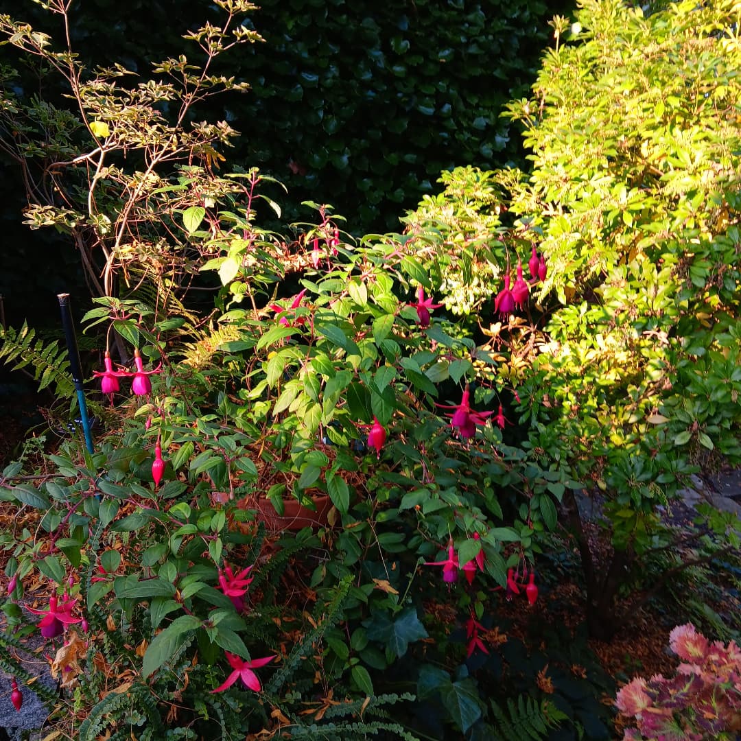 Wintercreeper with vibrant foliage