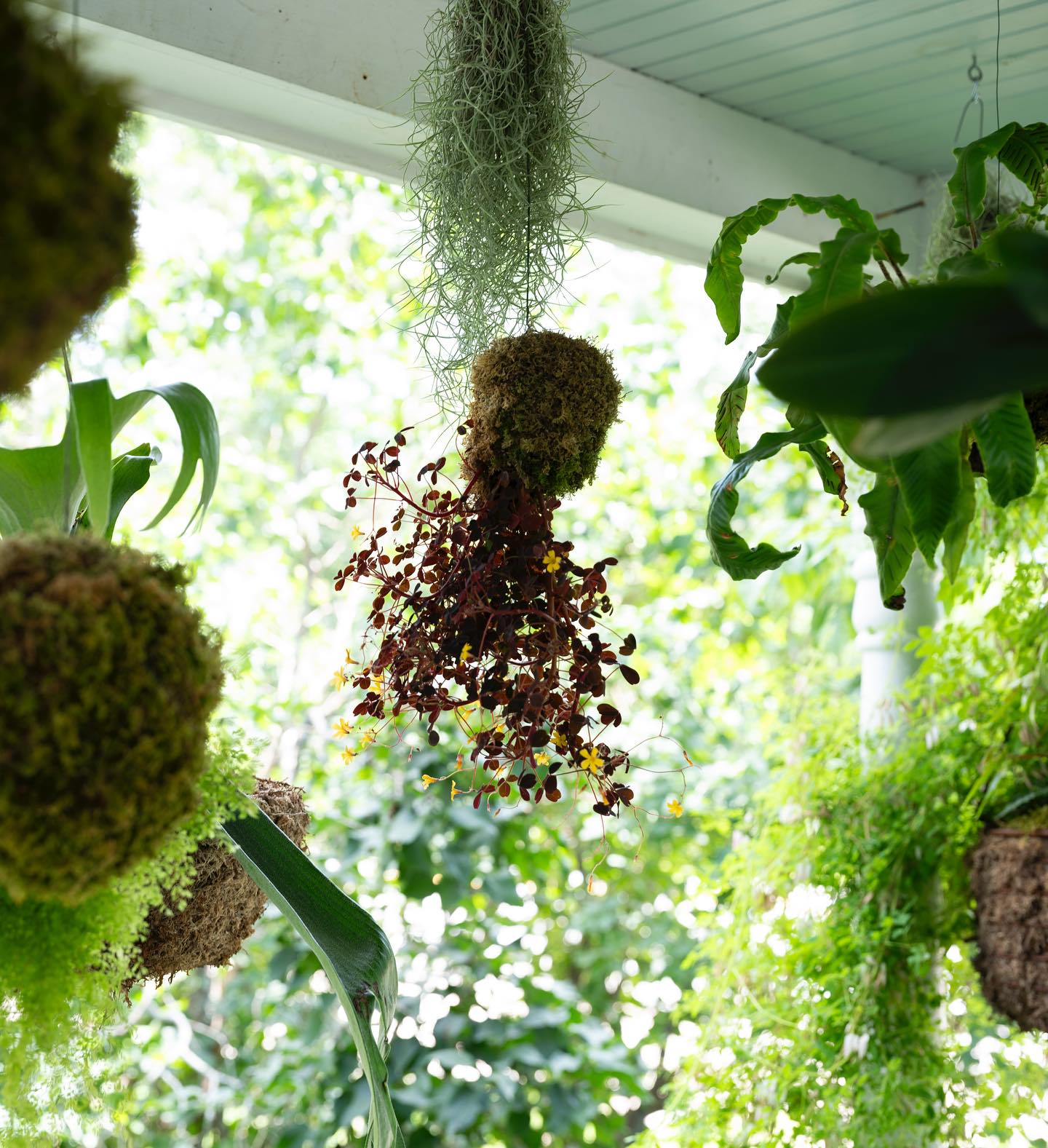 diverse kokedama in eclectic setting