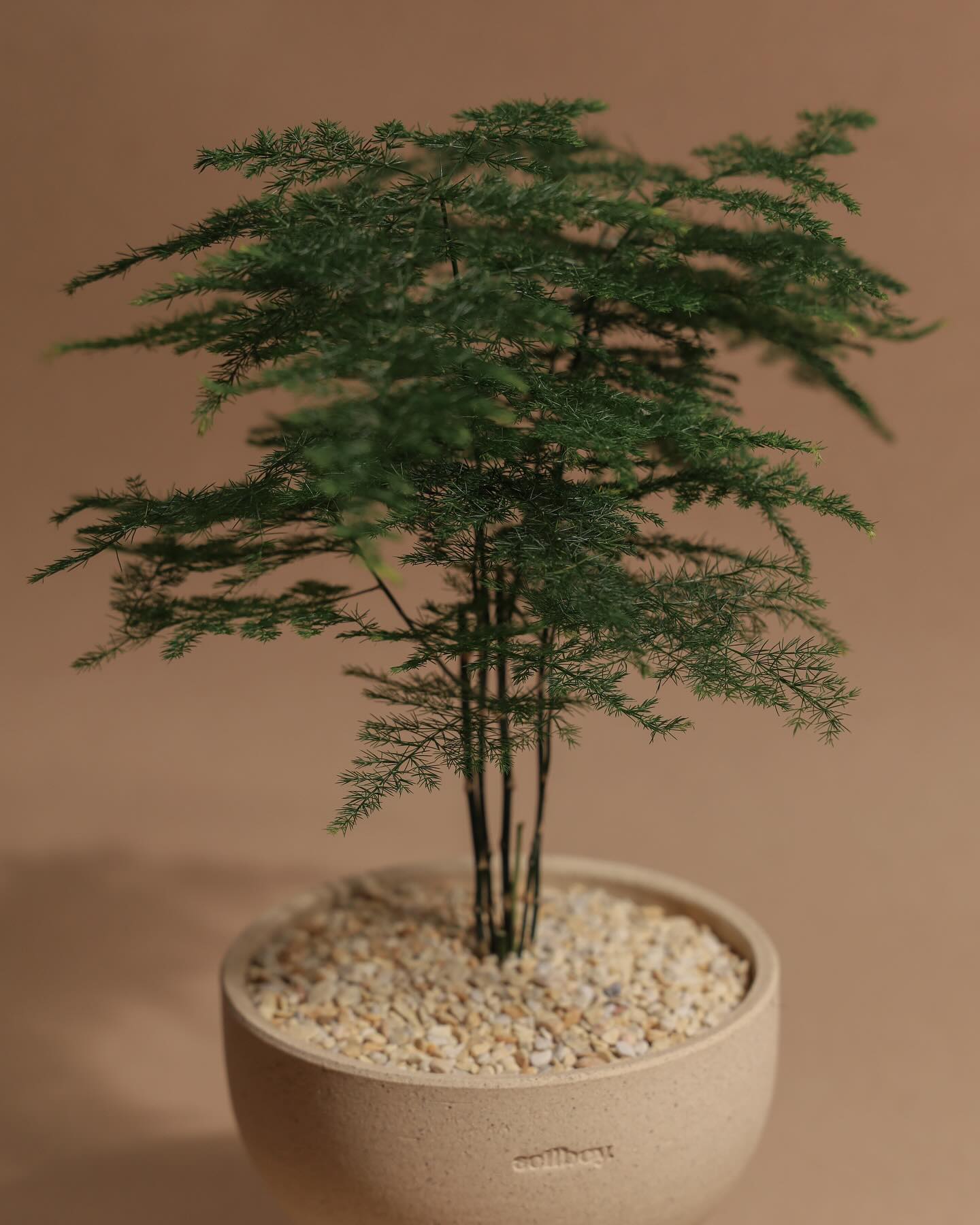 Delicate asparagus fern in white pot