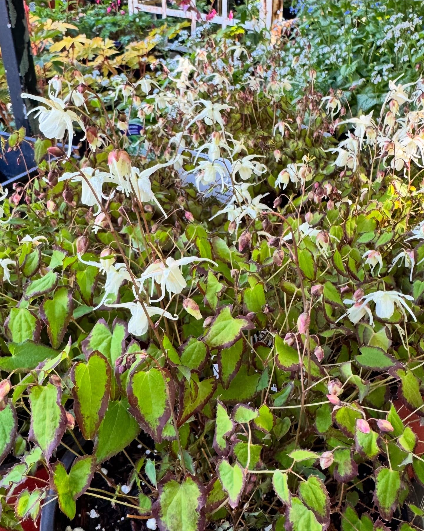 epimedium in woodland garden