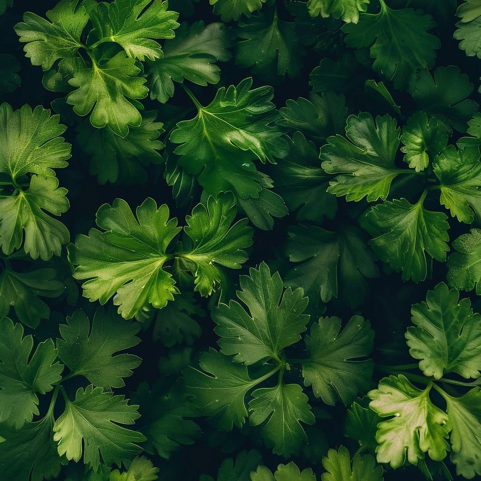 Coriander leaves in a white planter