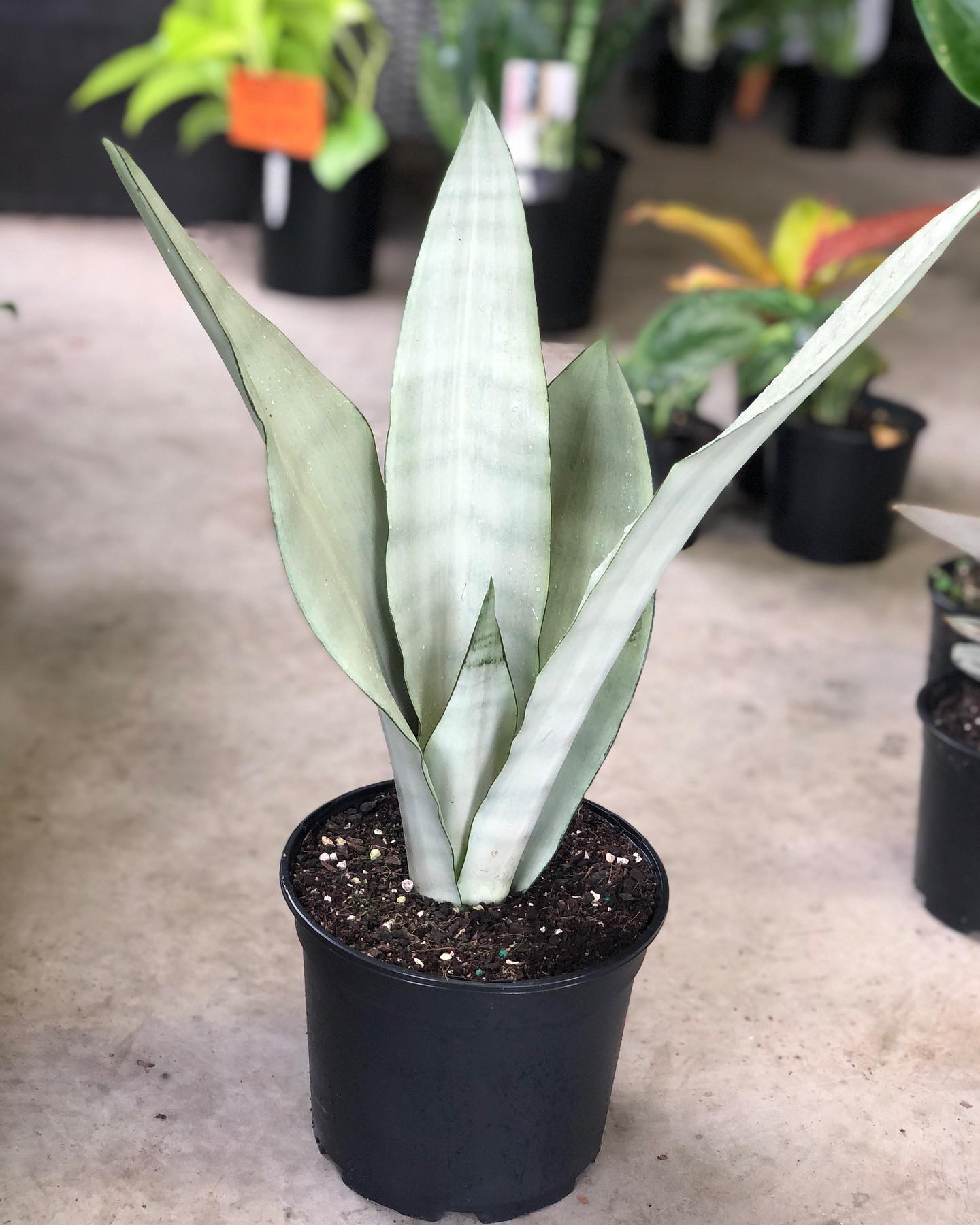 sansevieria moonshine in corner