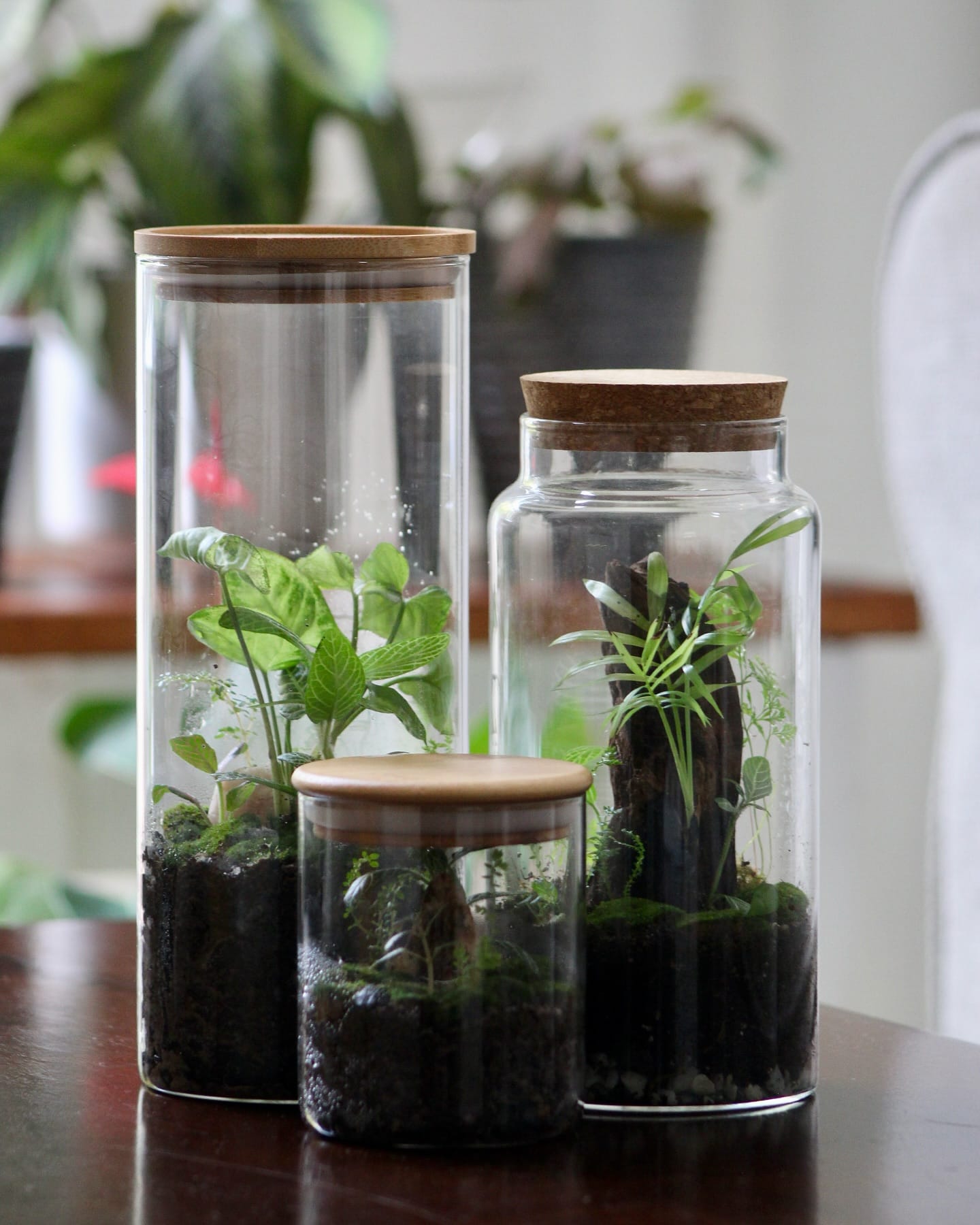 Mason jars with sprouting herbs