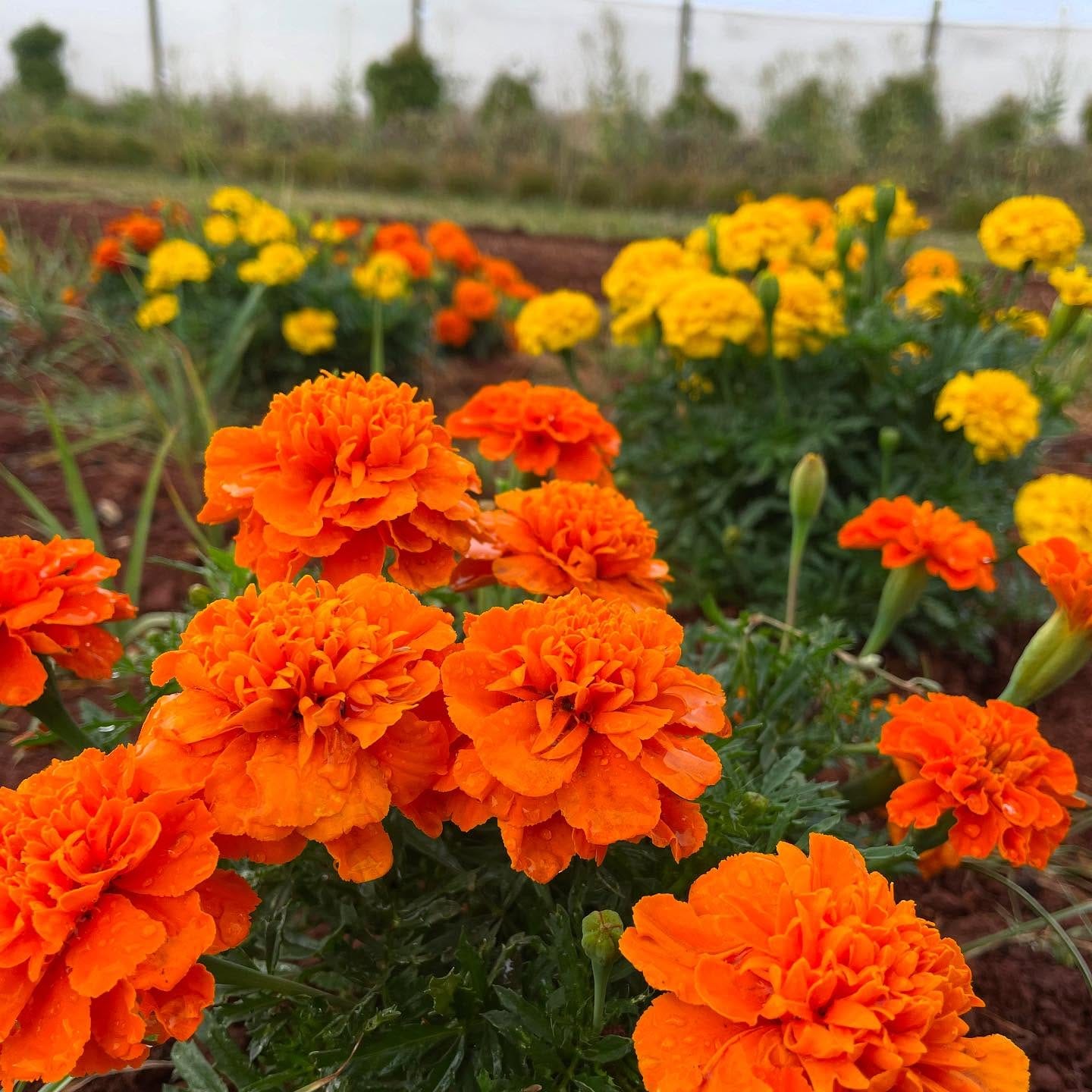 marigold petals in a salad